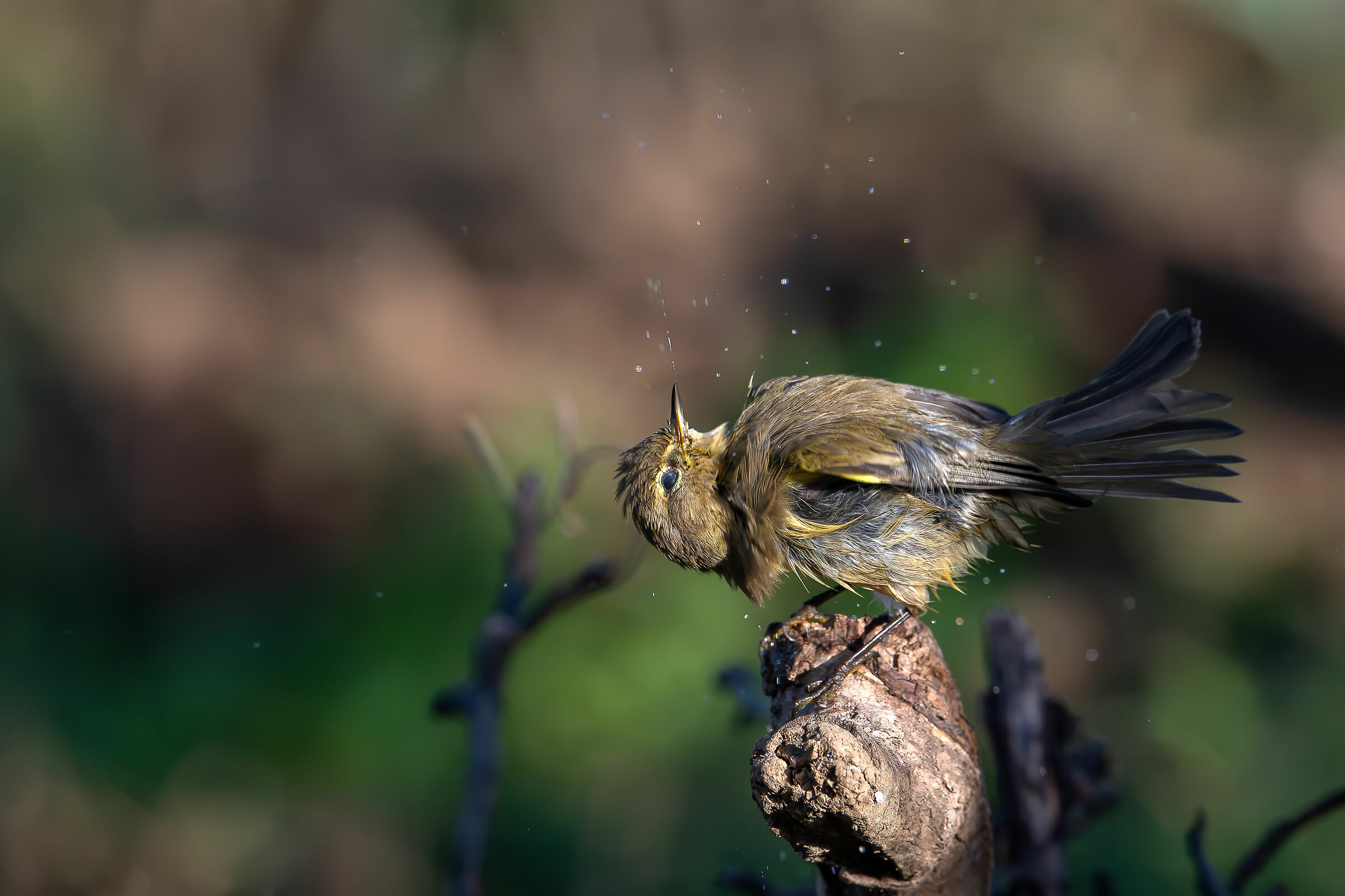 Upside down #capannocora