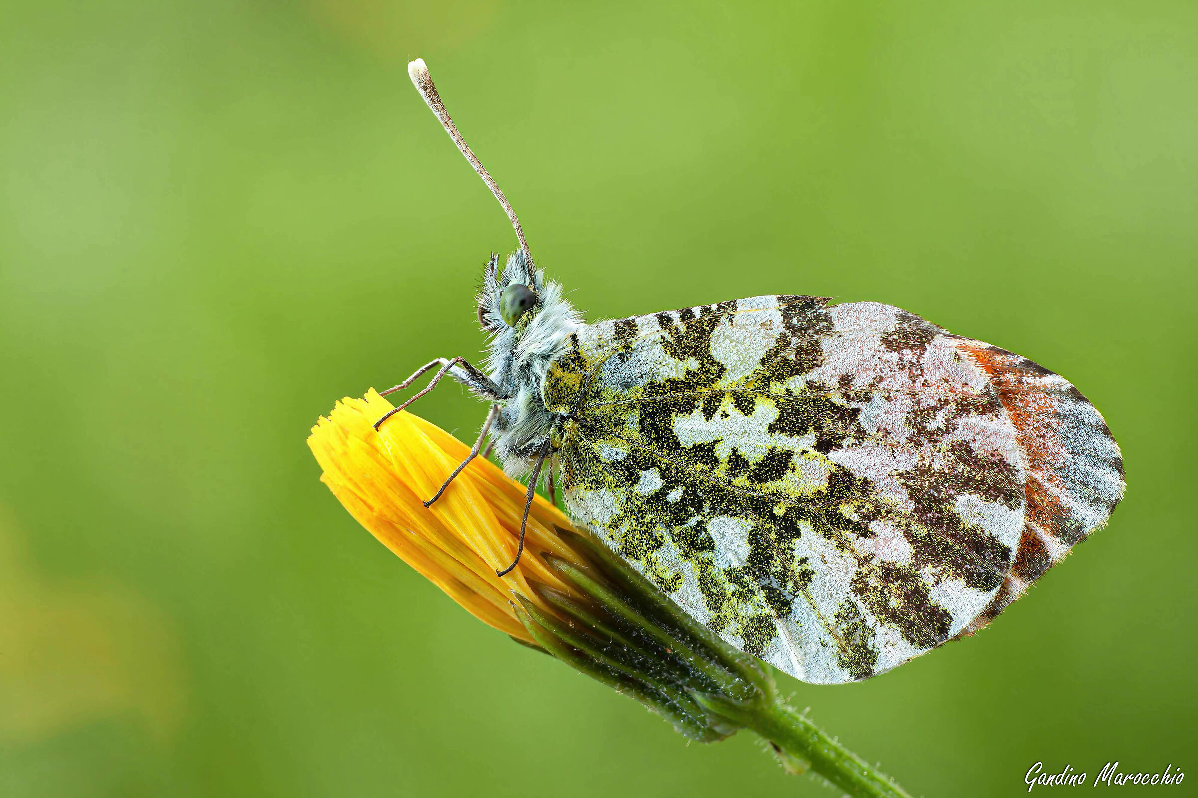 Anthocharis Cardamines