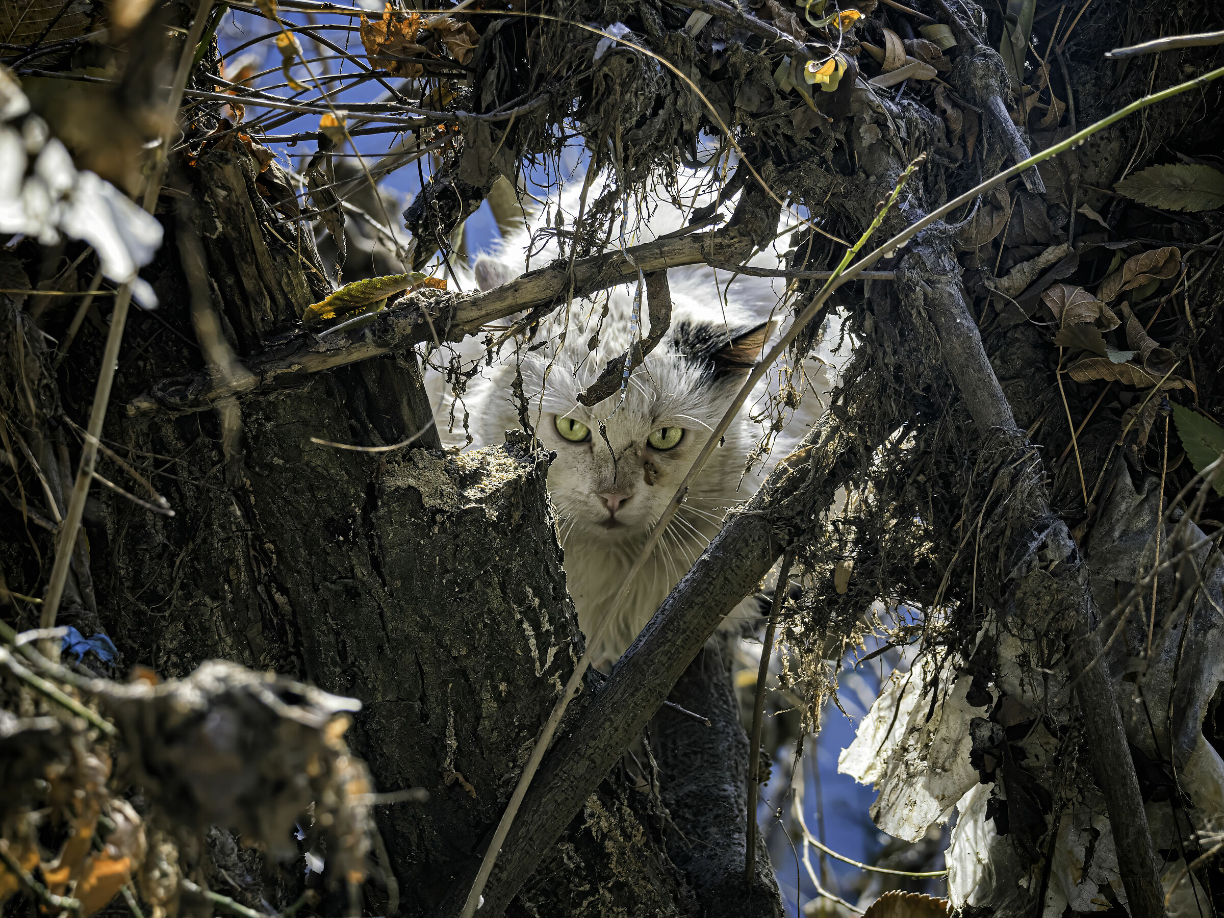 Gatto ramingo a caccia sul fiume Po