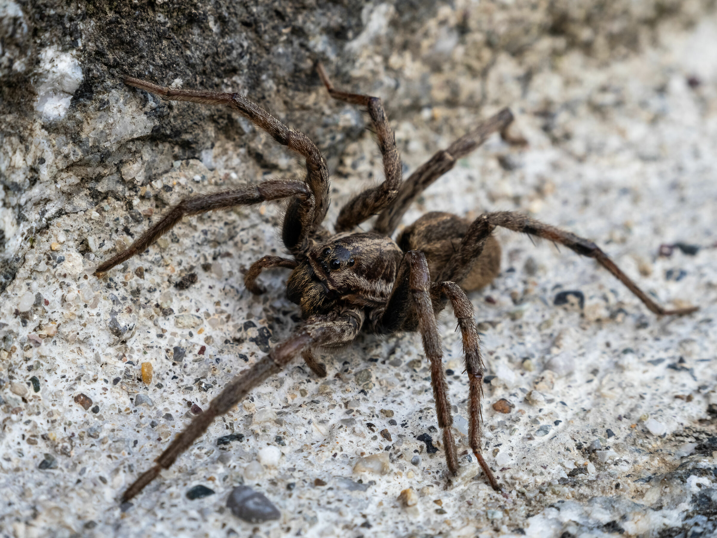 Incontri ravvicinati a 50 Megapixel hhhr