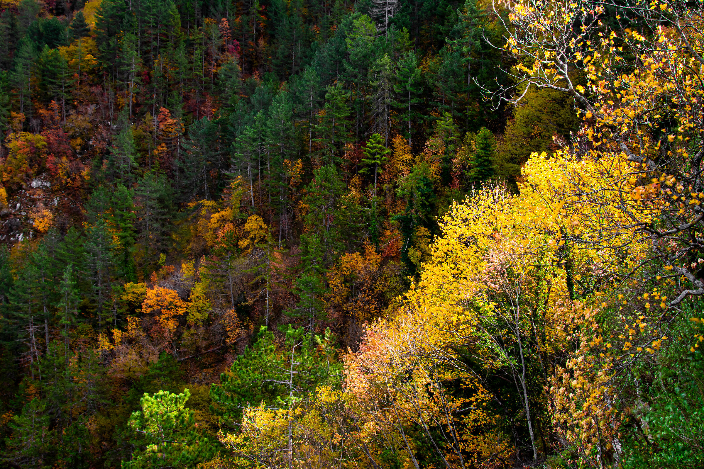 Foliage d'Autunno