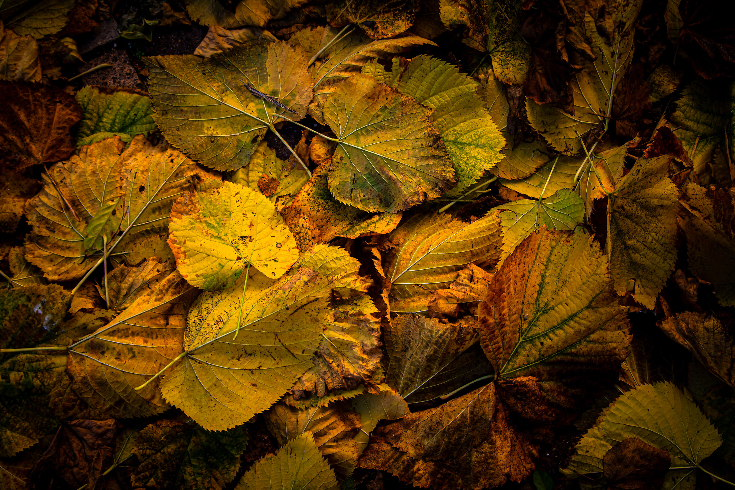 Autumn Foliage