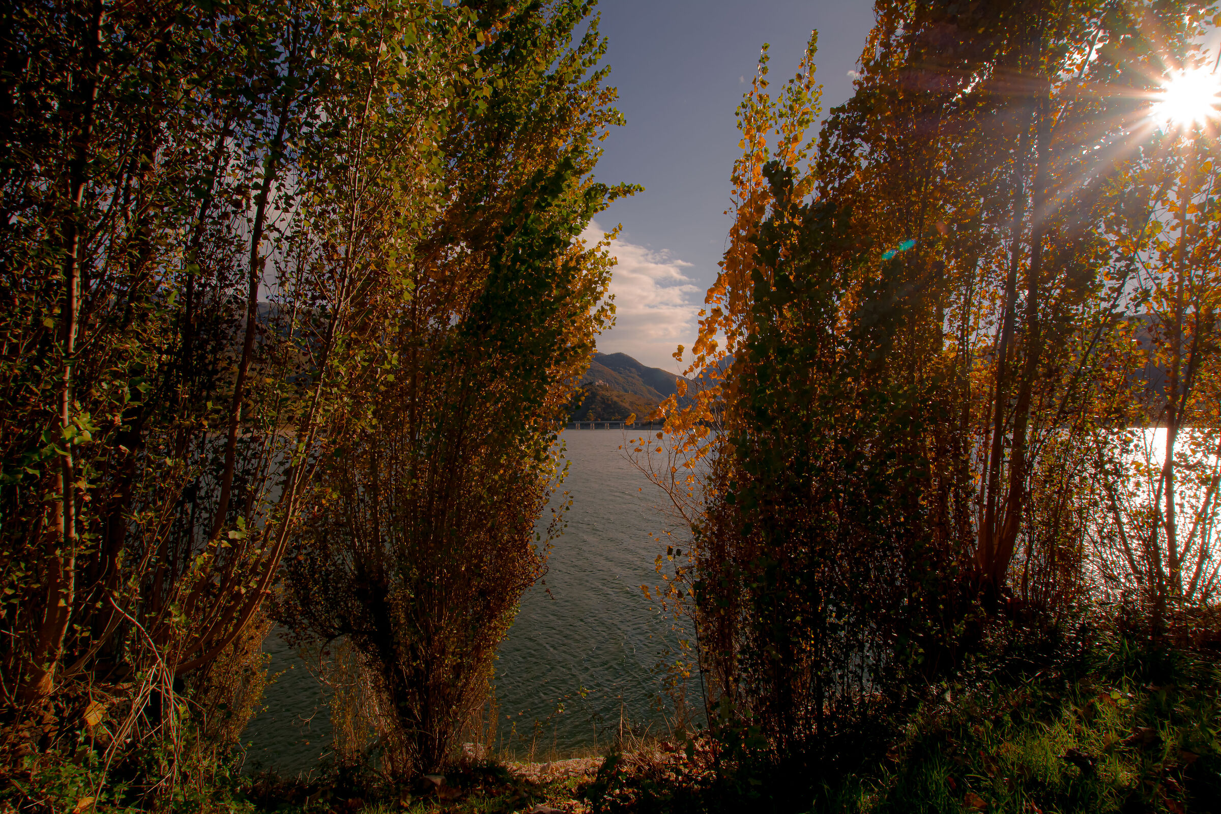 Alberelli in riva al lago