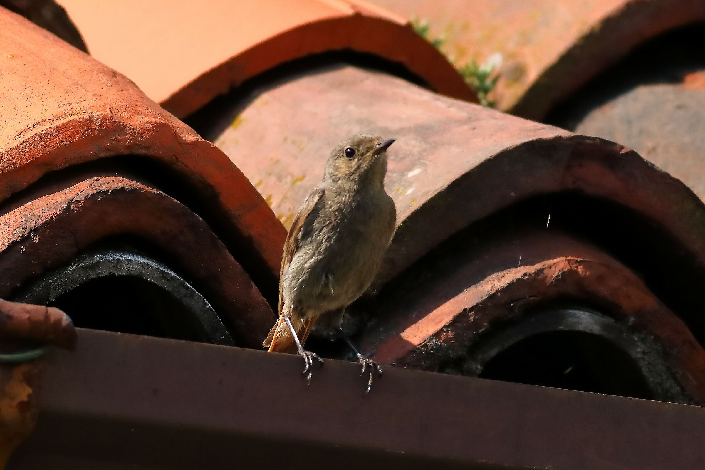 Redstart 04-07-2023