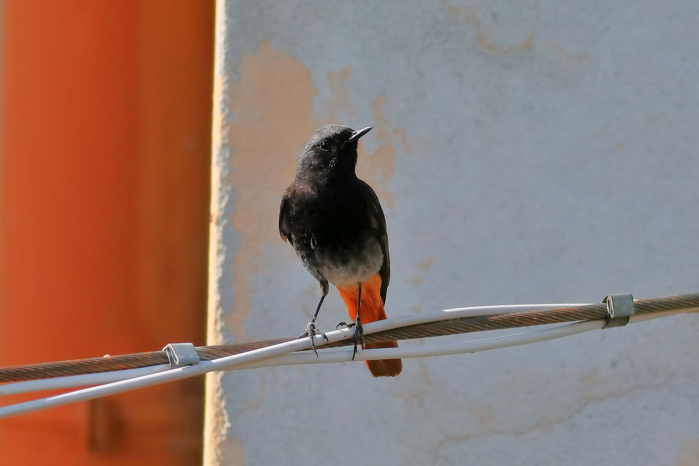 Redstart 04-07-2023