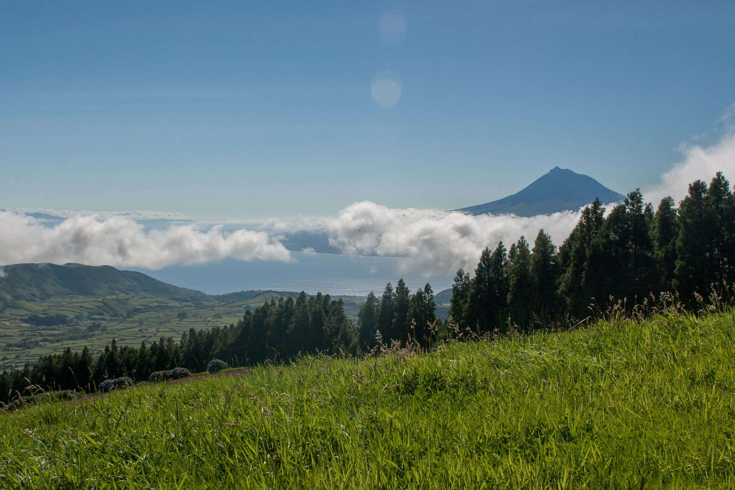 Pico