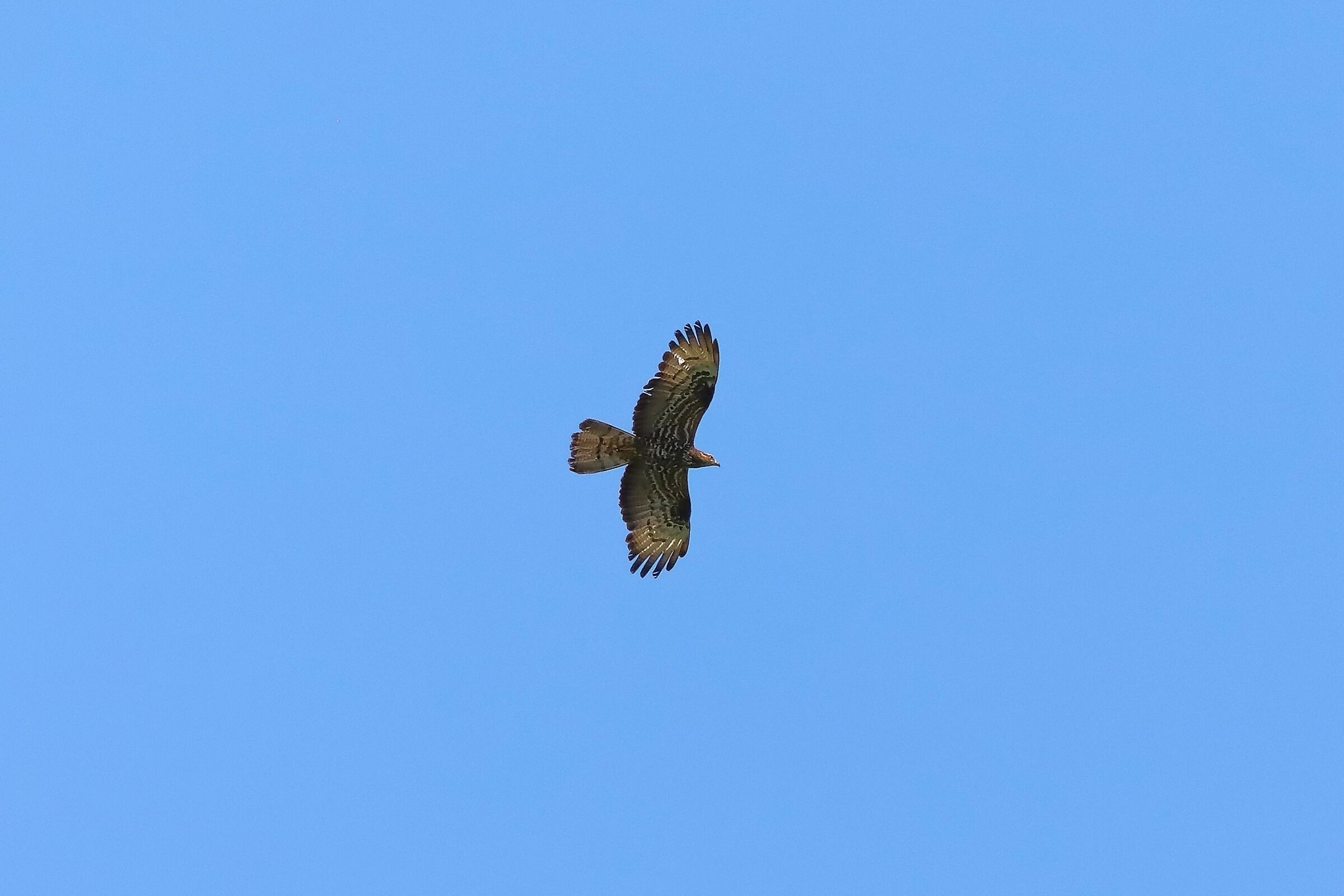 Honey buzzard 05-07-2023
