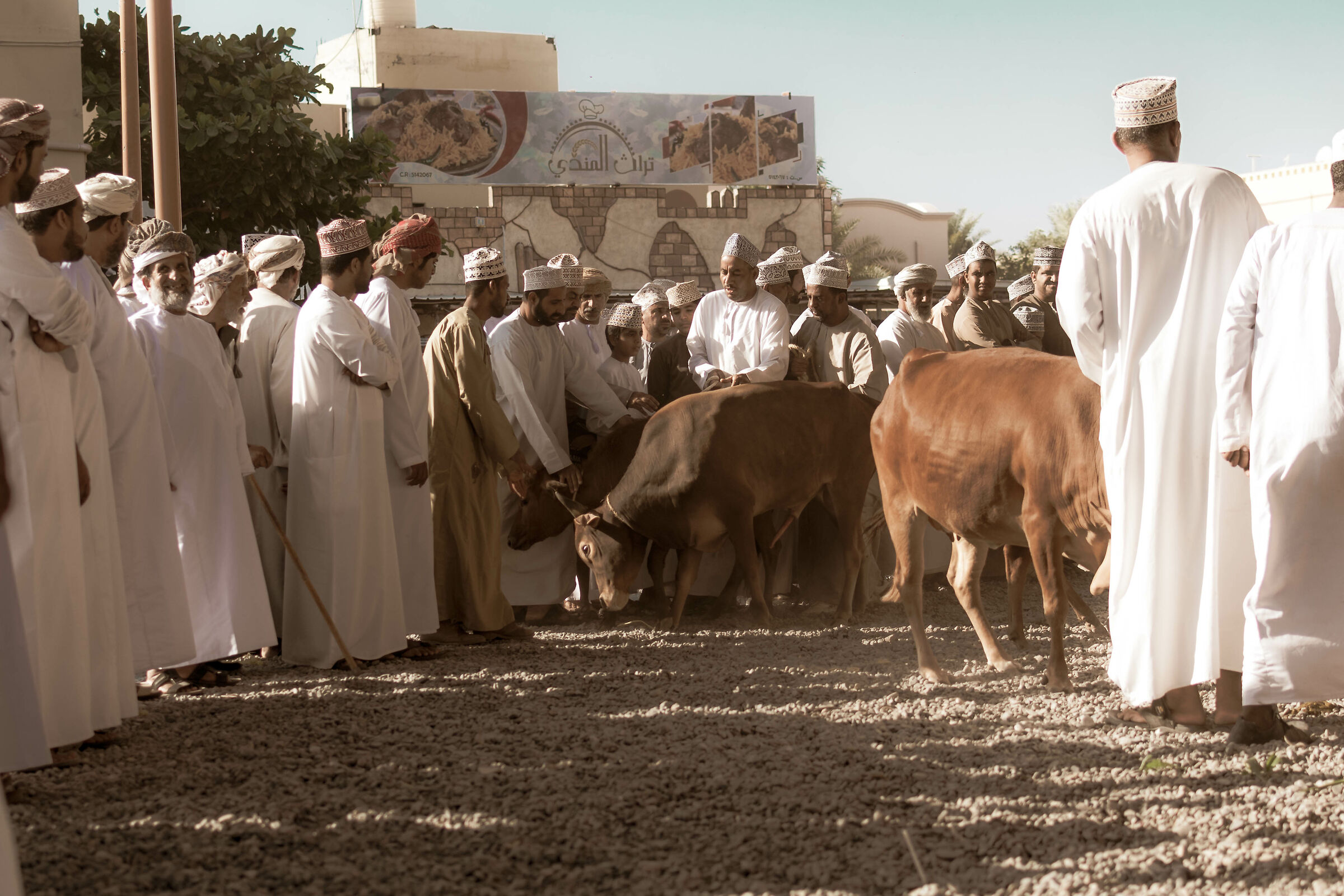 Cattle Market - Nitzwa Souq