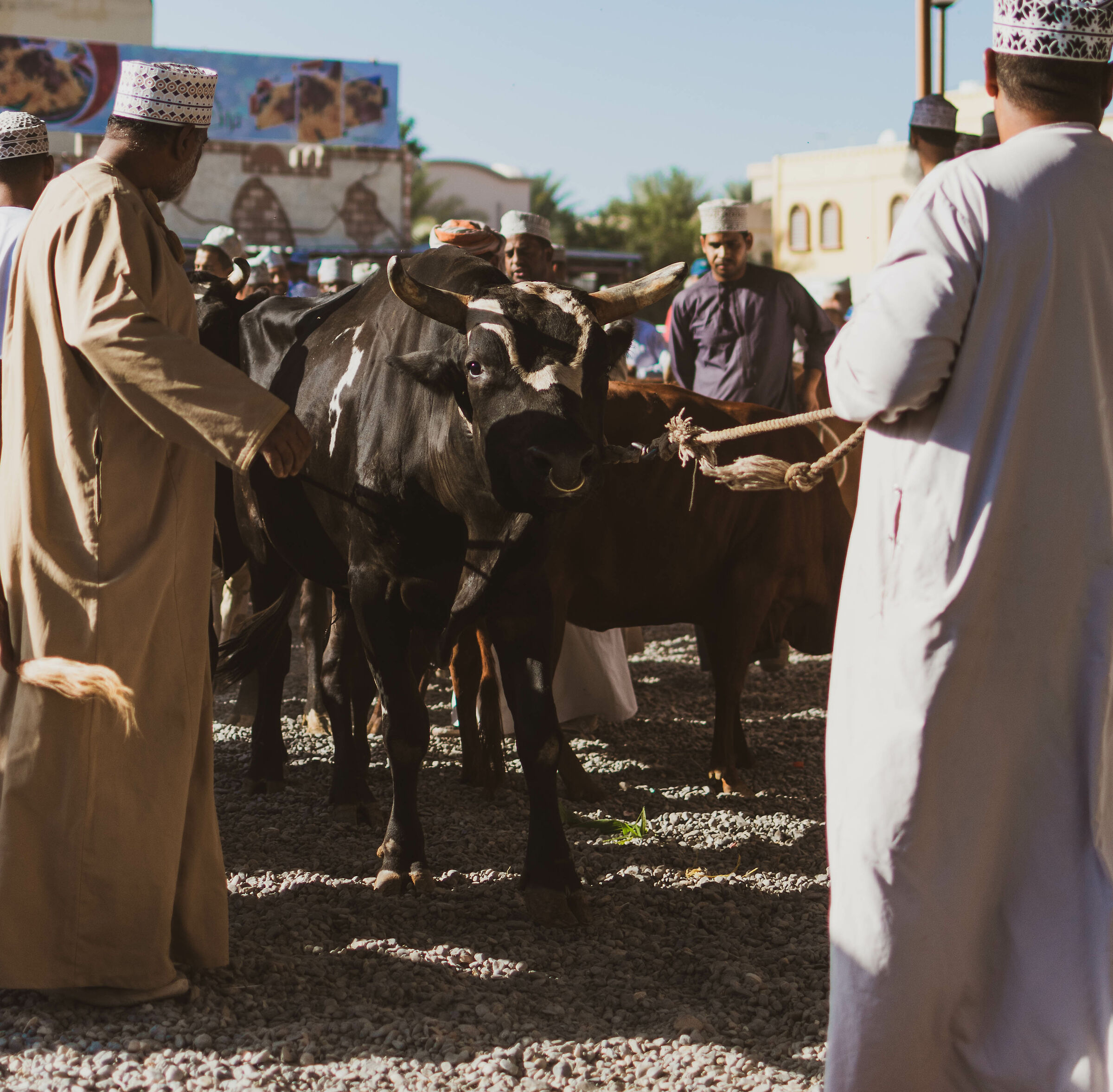 Cattle Market - Nitzwa Souq