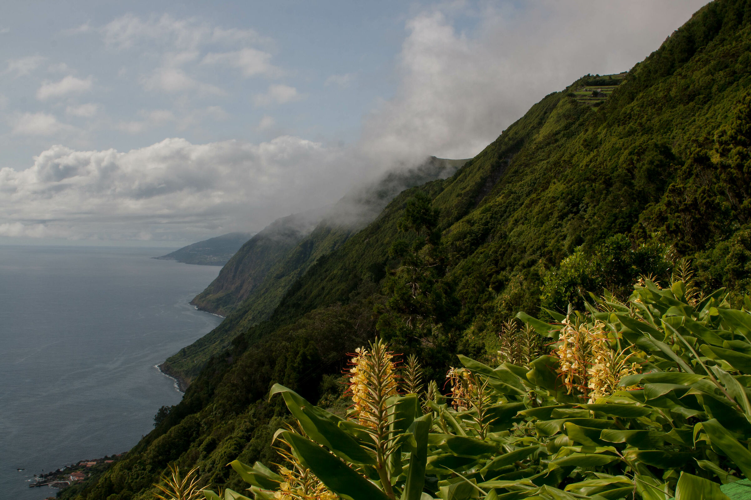 Taja do Sao Joao