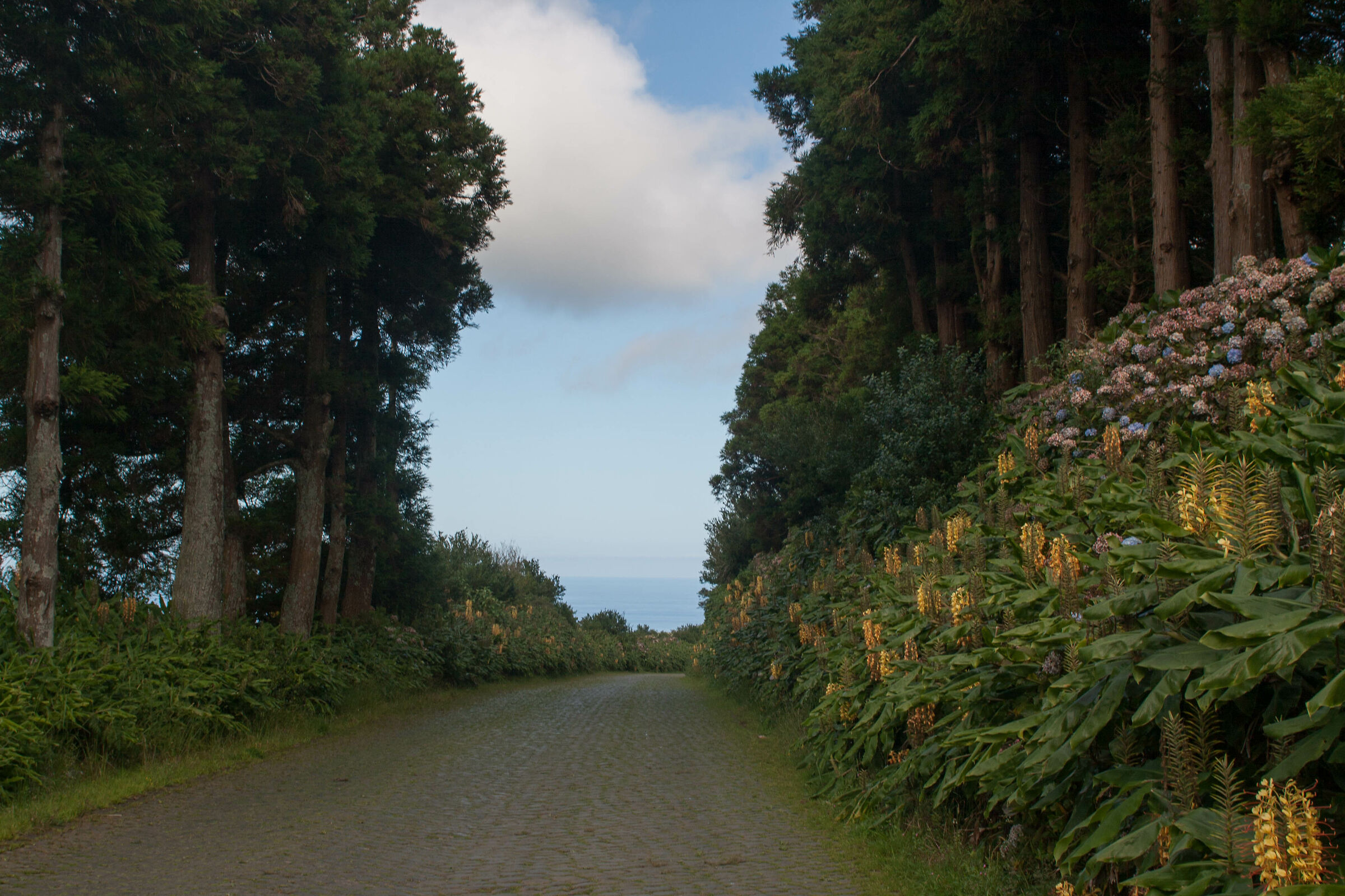 Terceira, the street