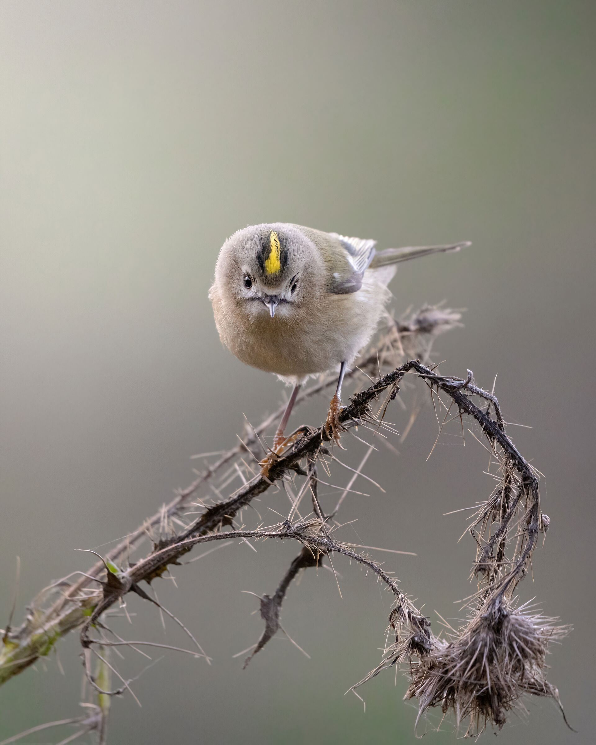 9 grams of sweetness