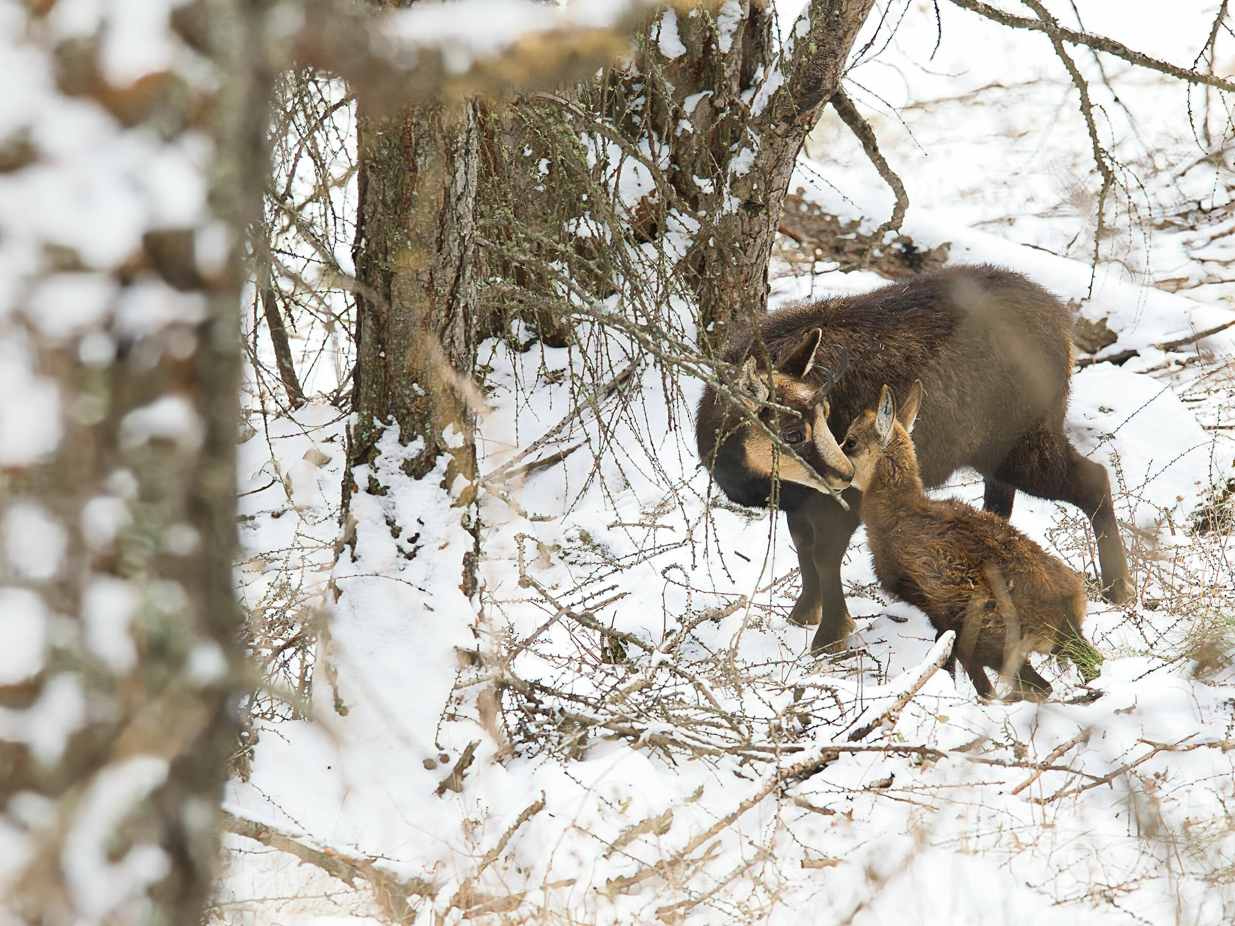 Camoscio mamma con piccolo