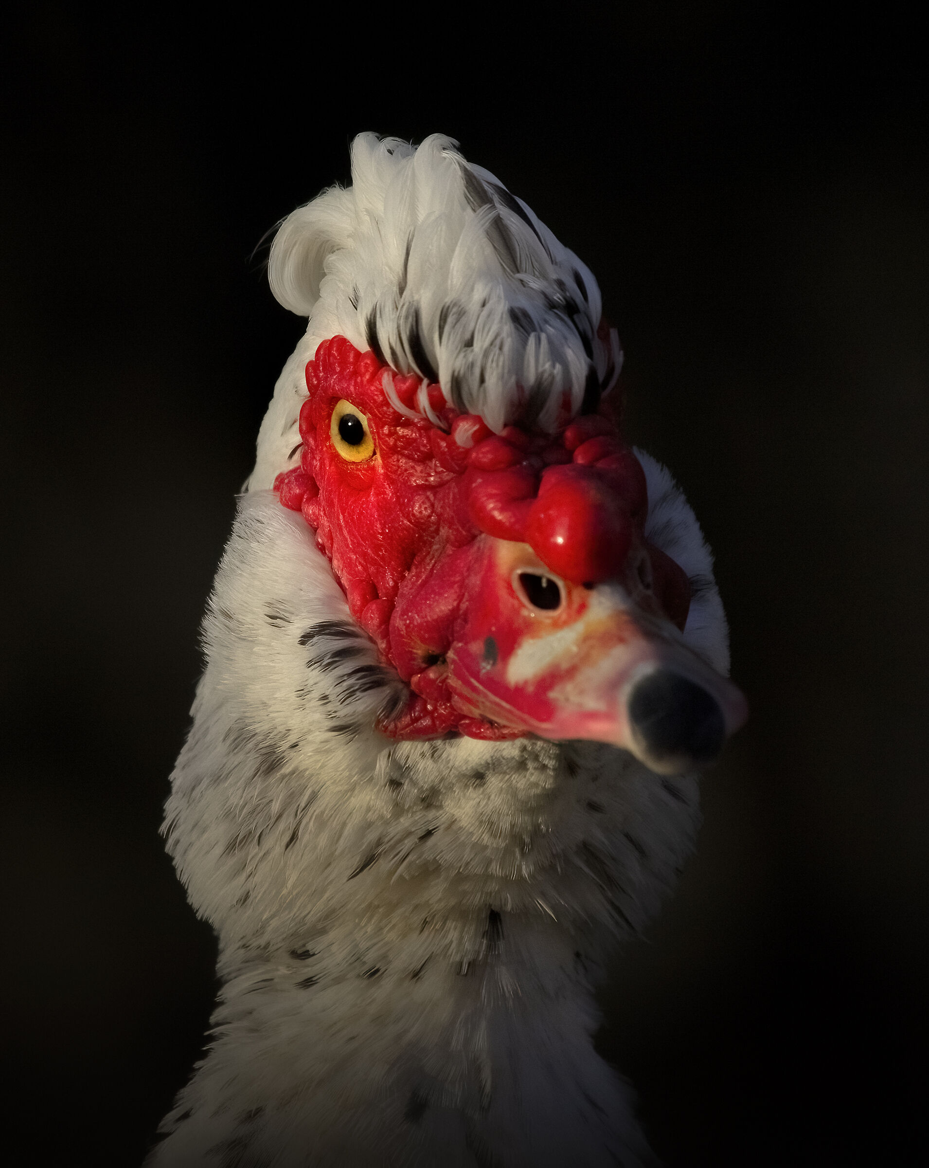 Muscovy duck
