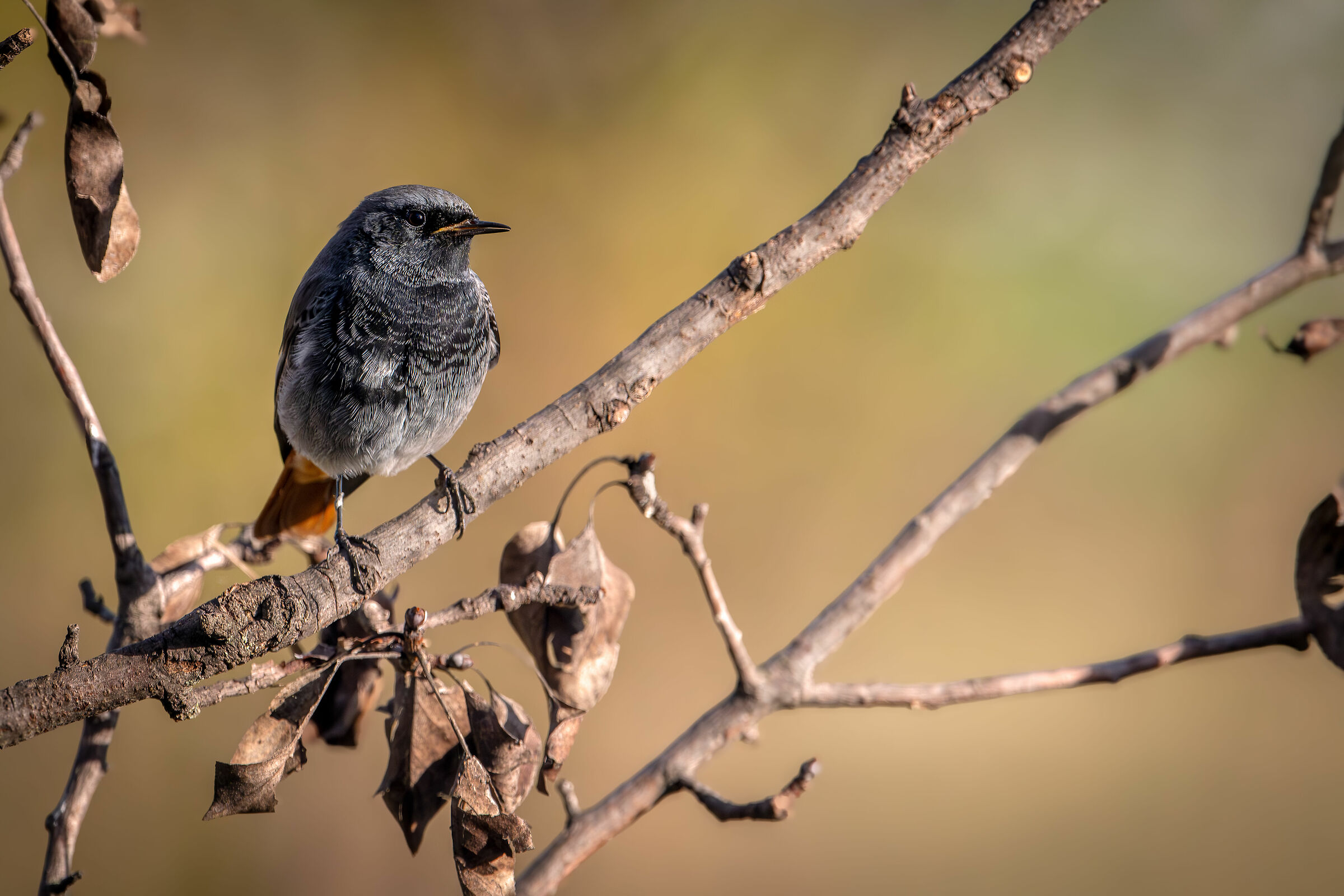 Codirosso spazzacamino #capannocora