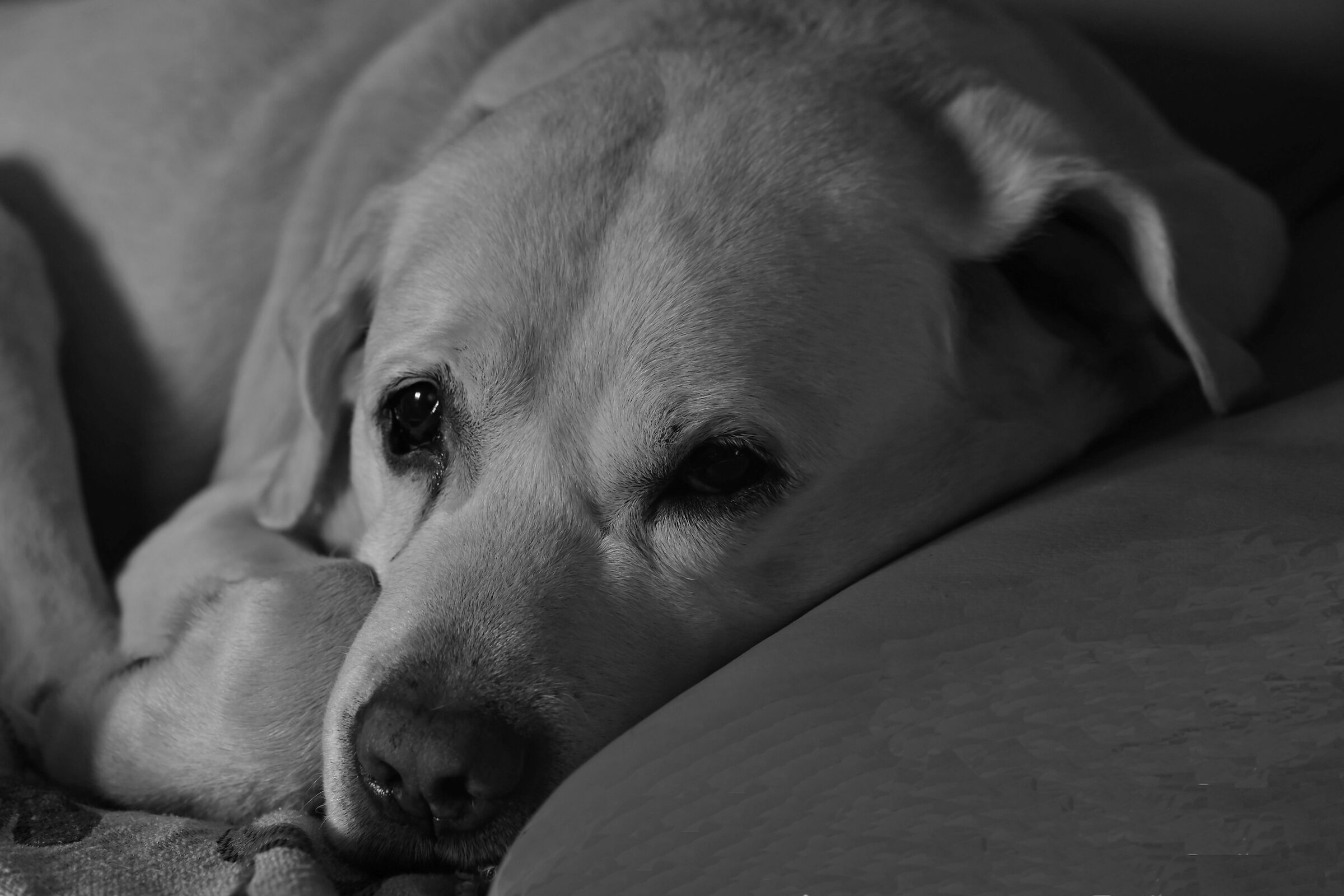 I'm fine, I'm just a little tired...