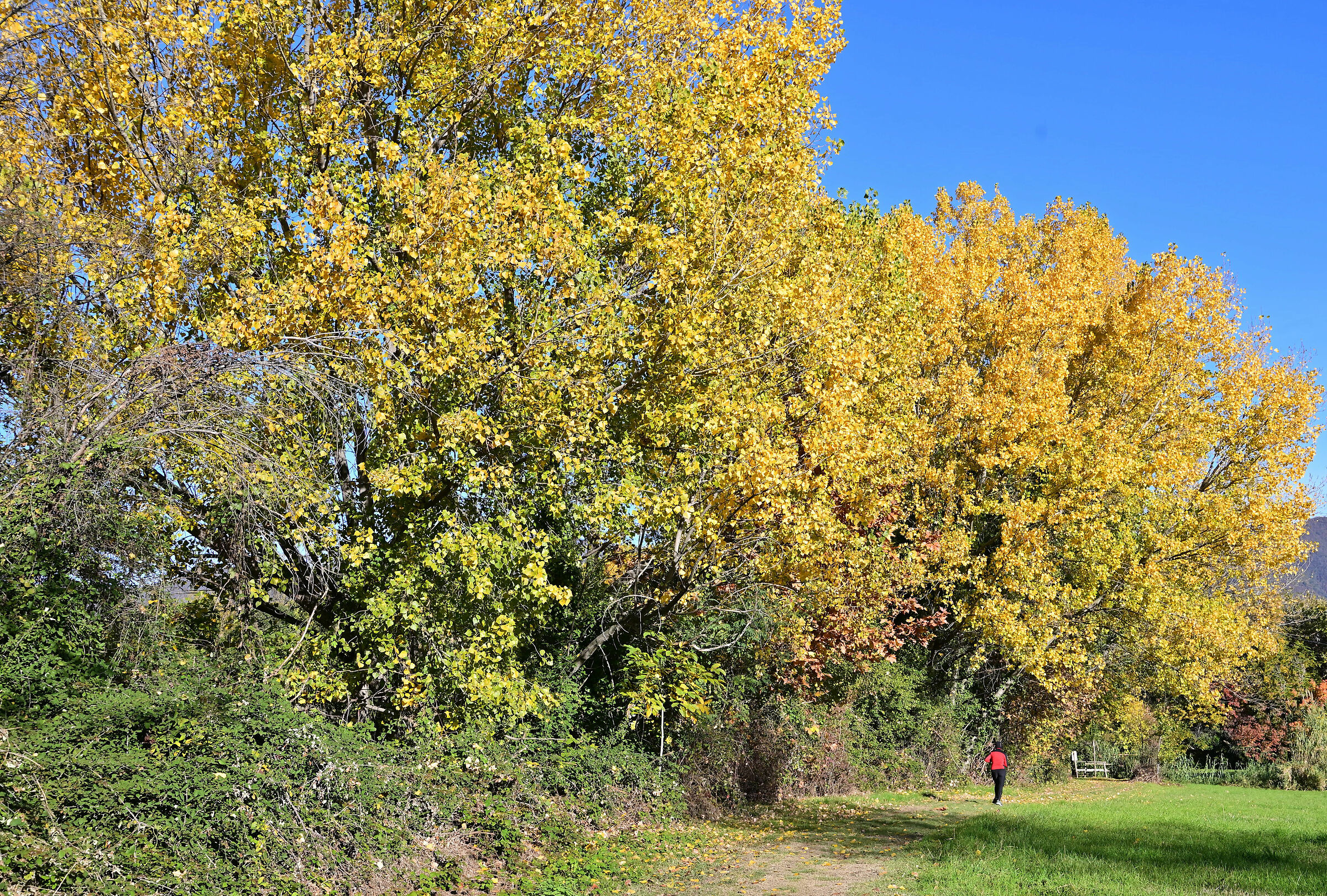 Peat bog of Sebino - Two