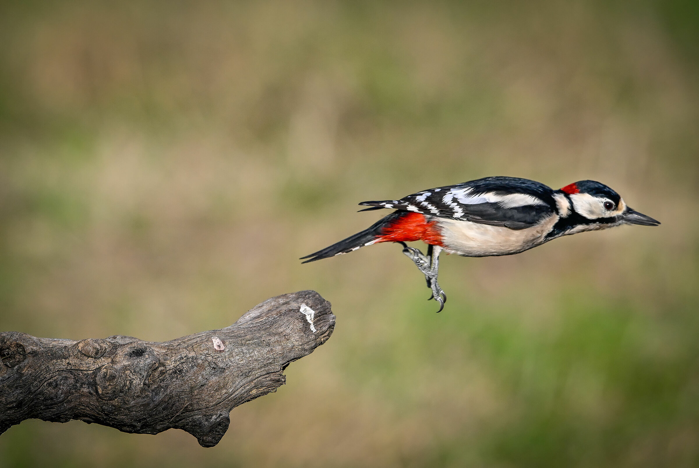 Spotted woodpecker #capannocora