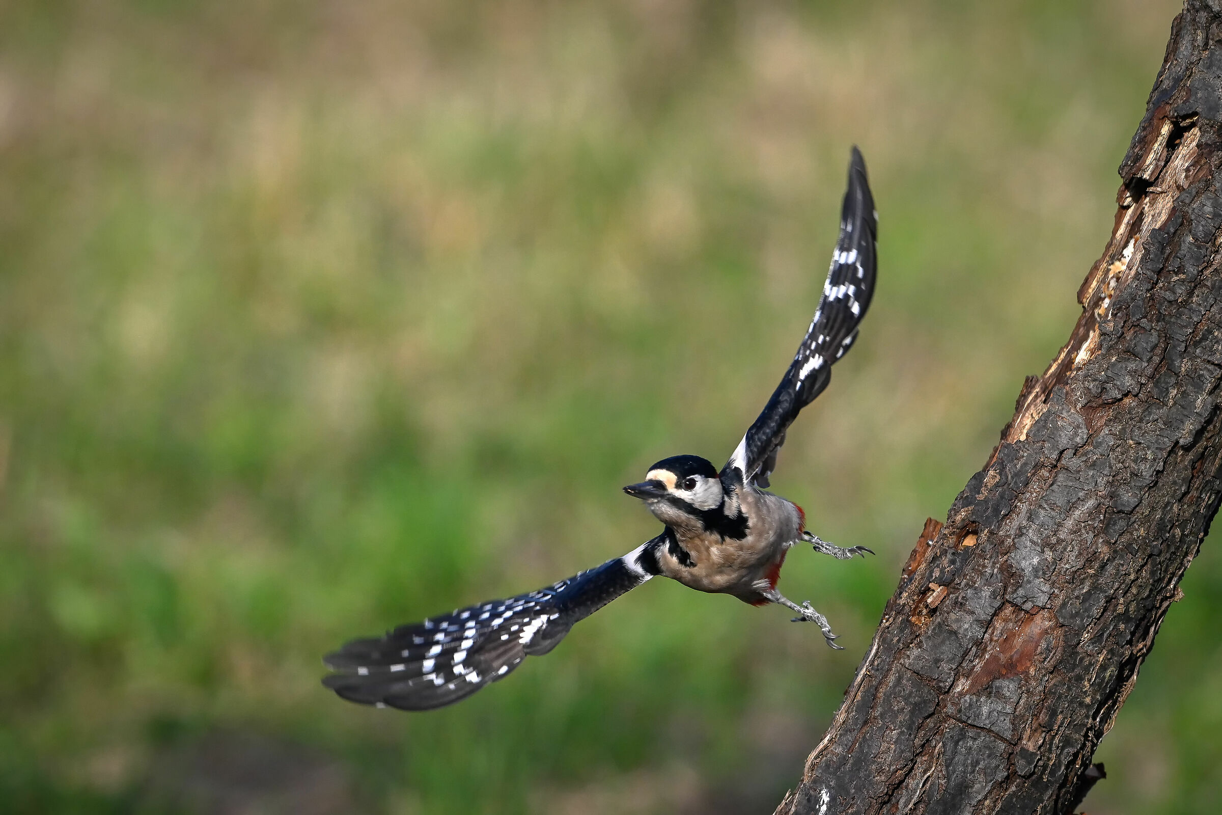 Spotted woodpecker #capannocora