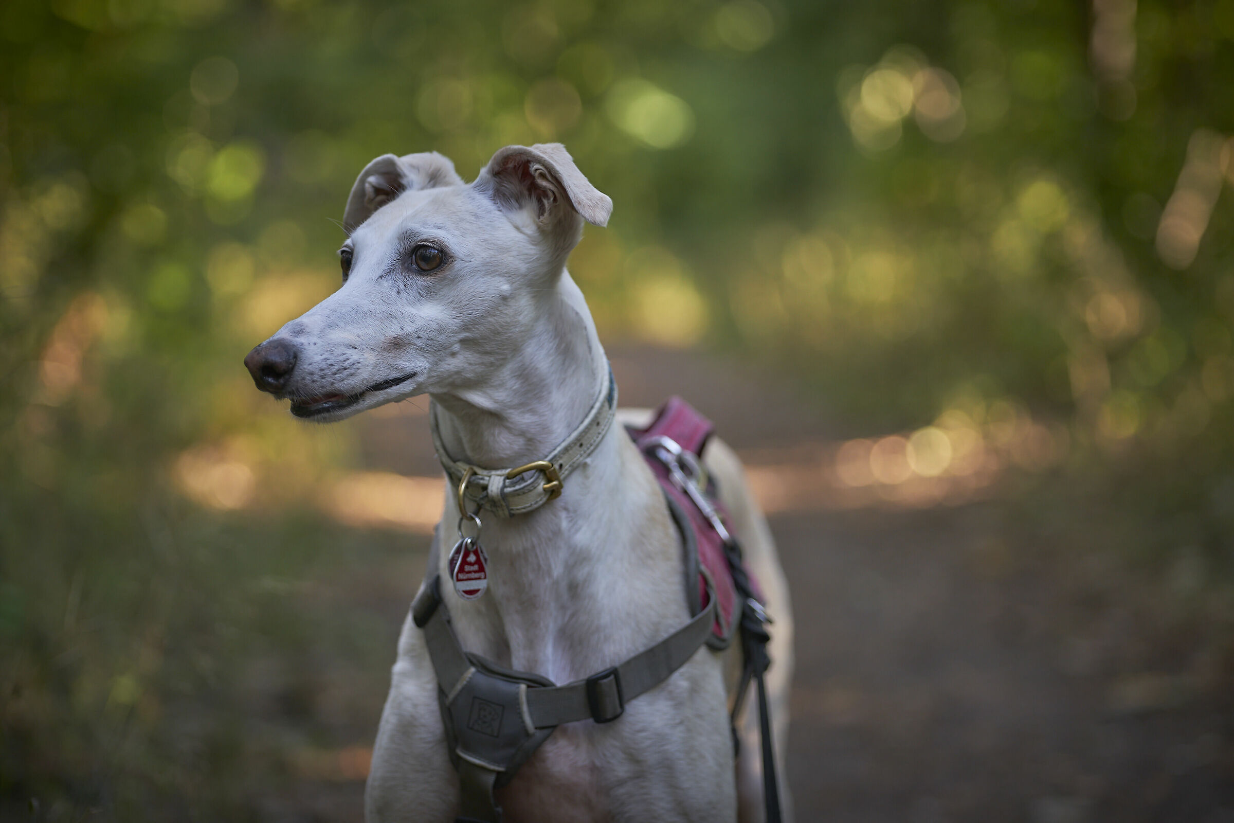 Nunu nel Paese delle Meraviglie