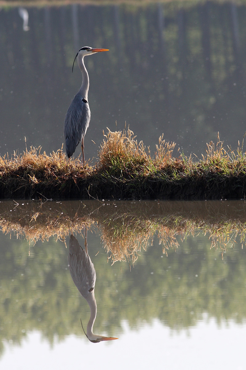 Cenerino allo specchio
