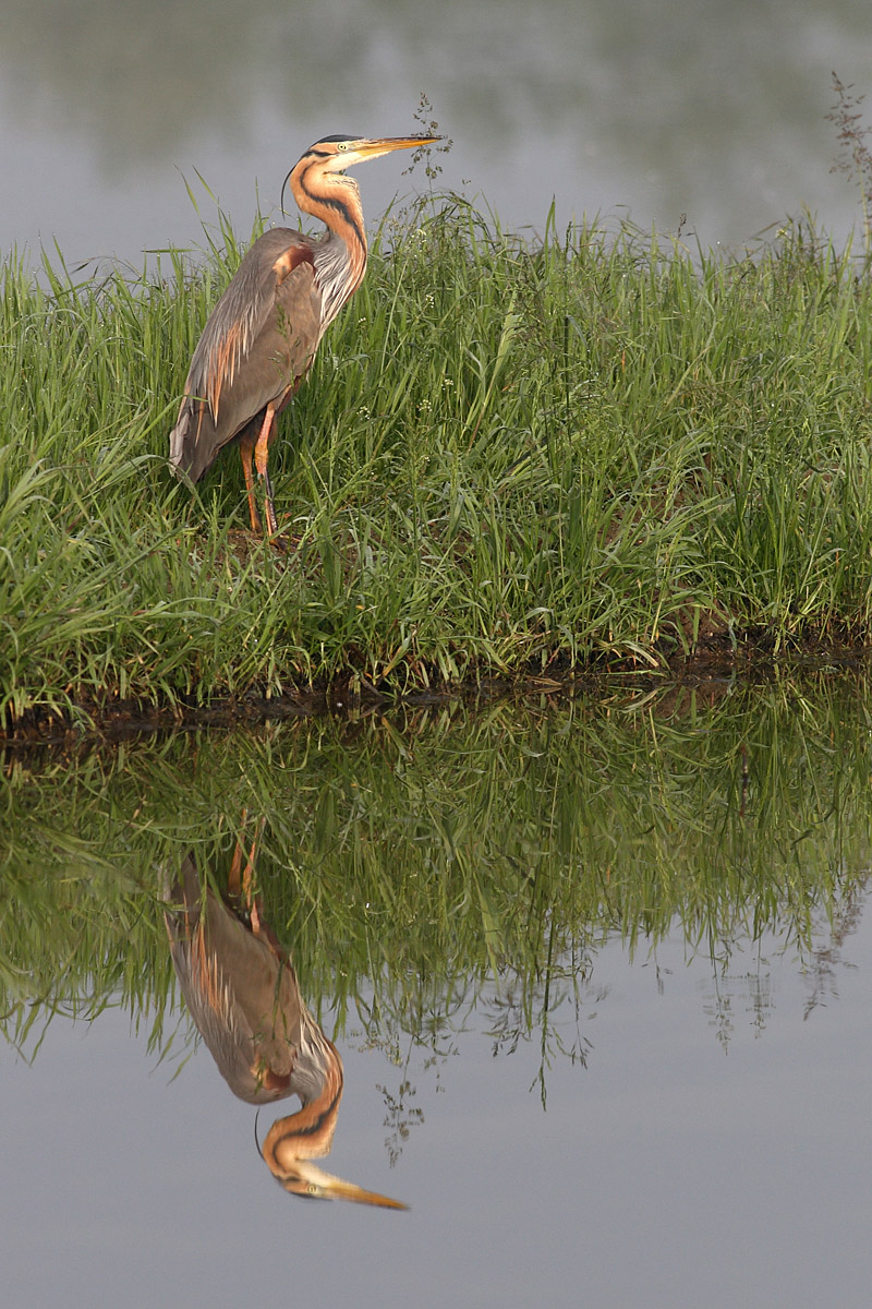 Airone rosso allo specchio