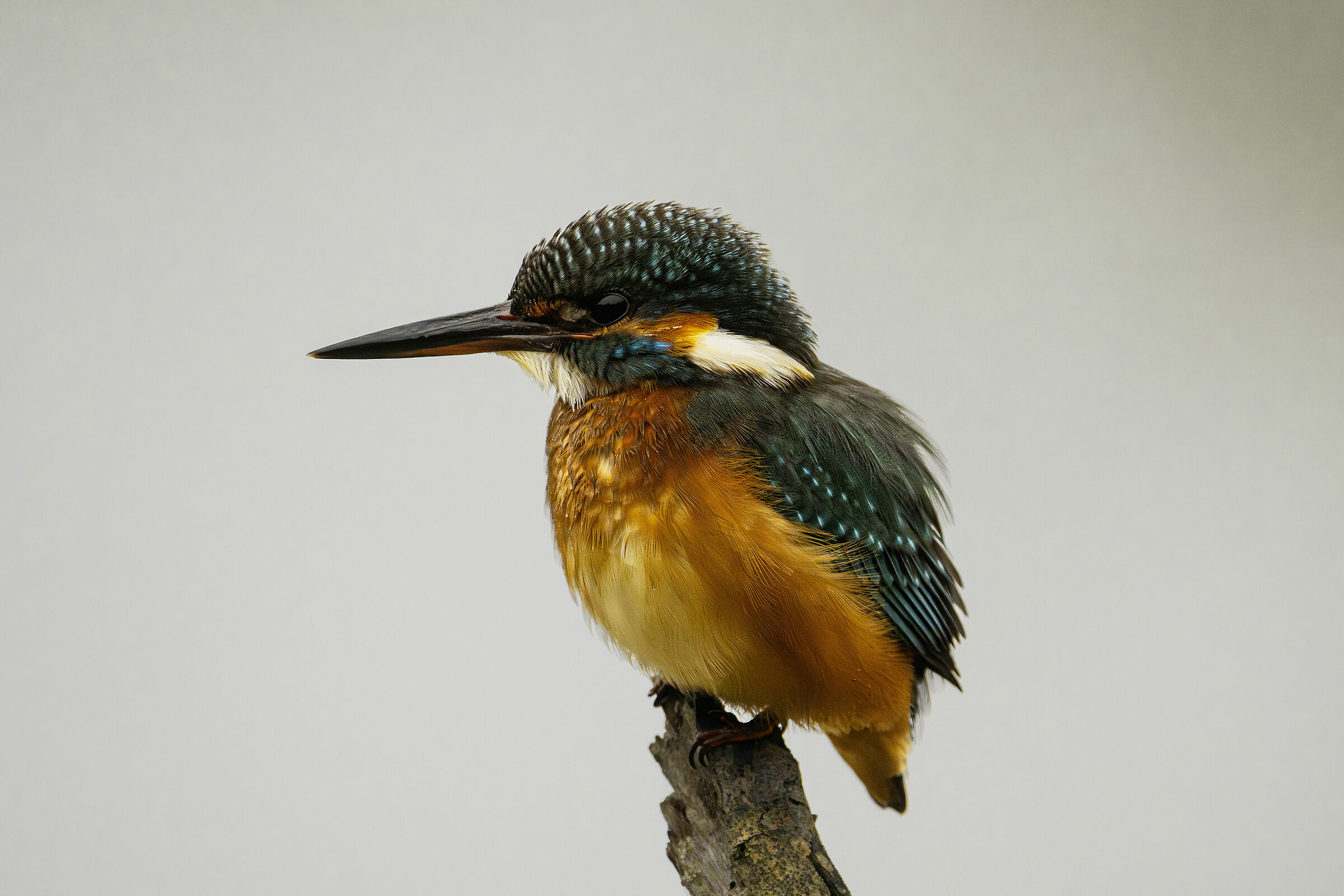 Alcedo atthis
