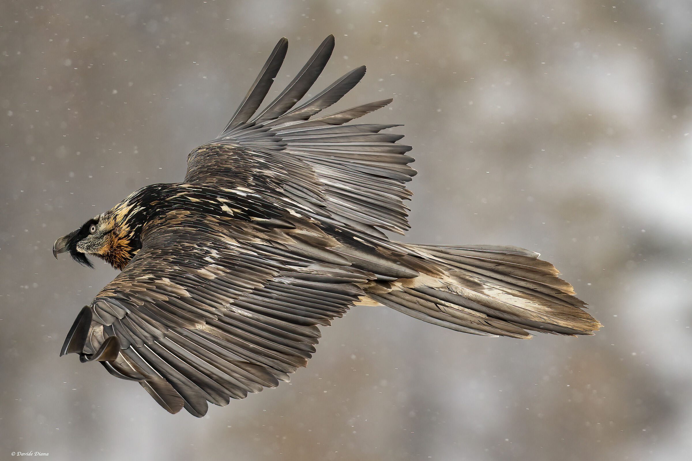 Gypaetus barbatus
