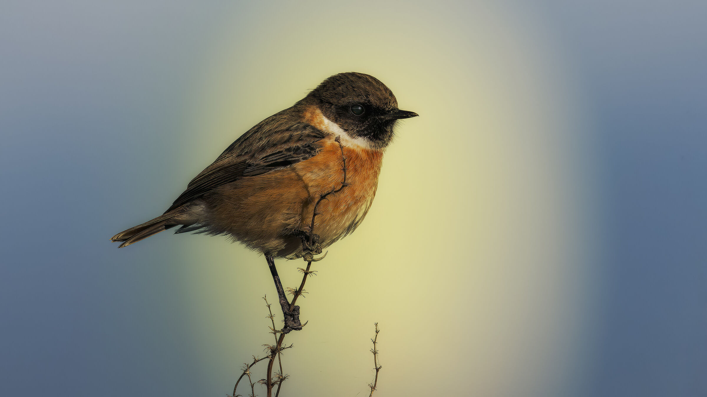 Saltimpalo e divieto di accesso