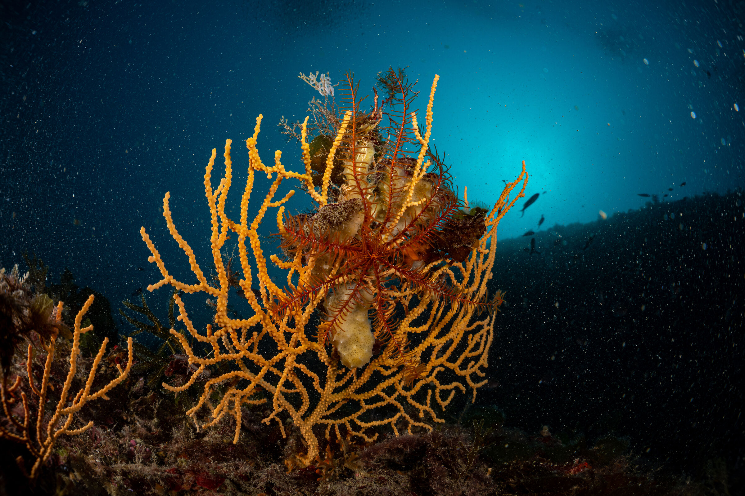Crinoid