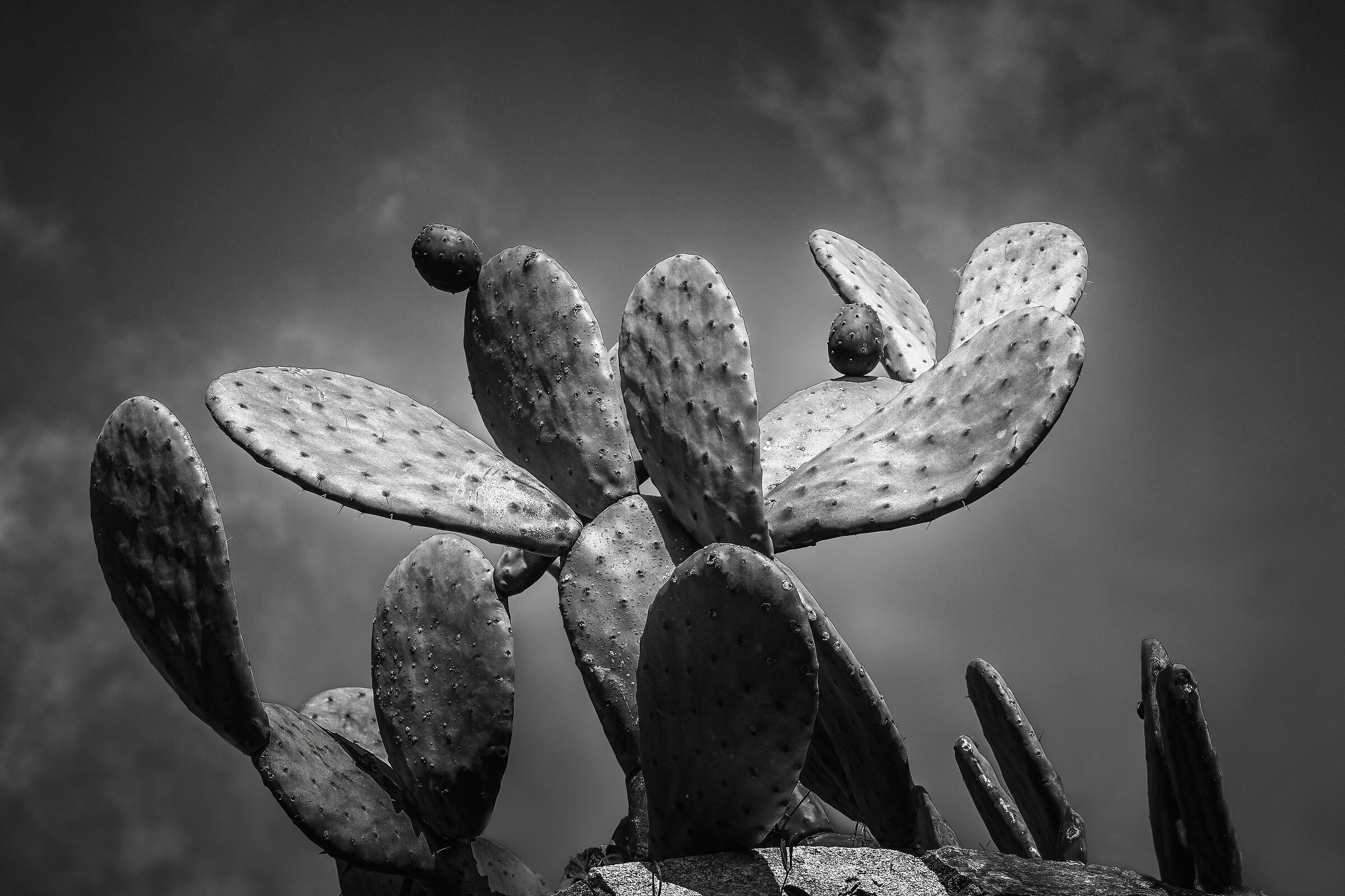 Prickly Pear