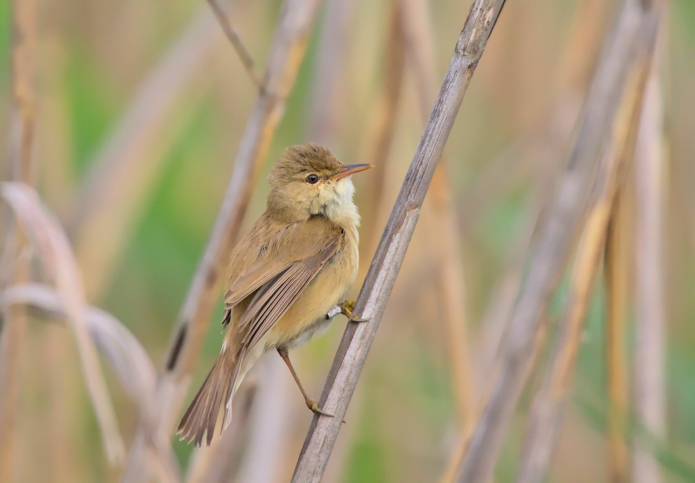Common reed warbler