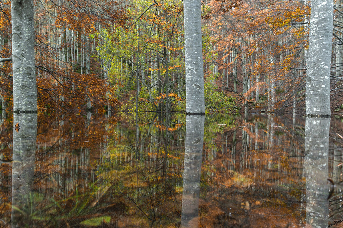 Mirror reflection