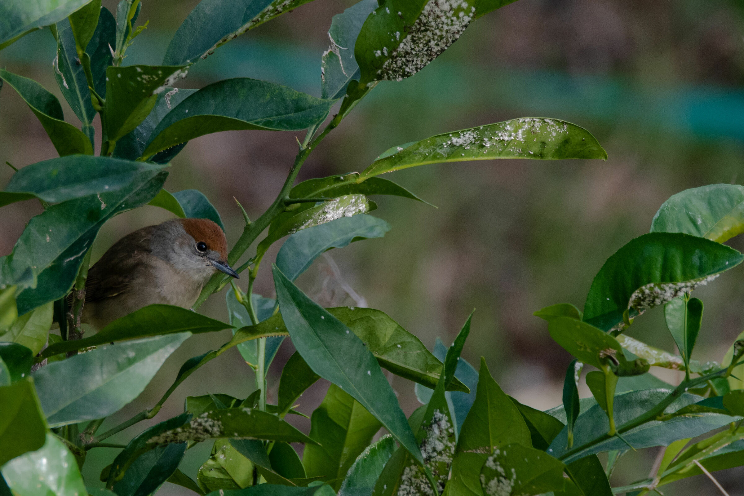 A little red head in the middle of the foliage
