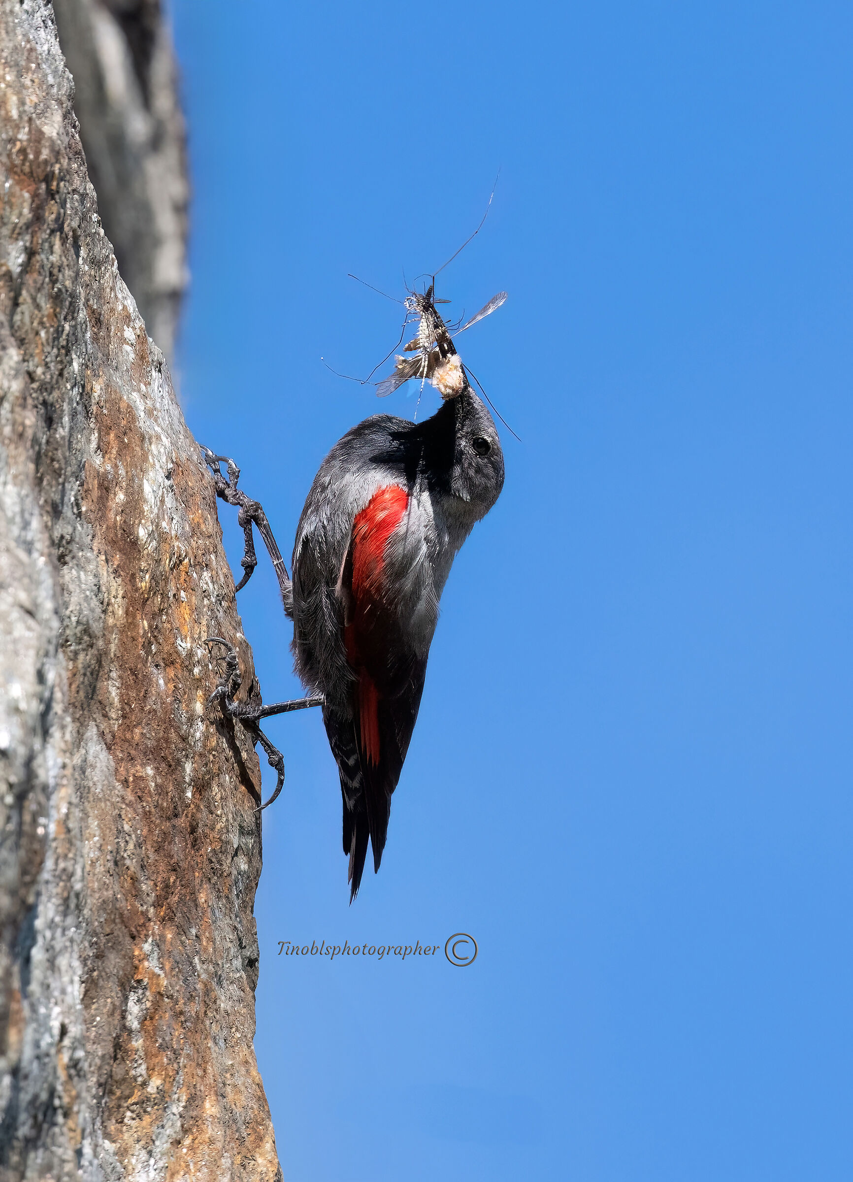 Picchio muraiolo (Tichodroma muraria)