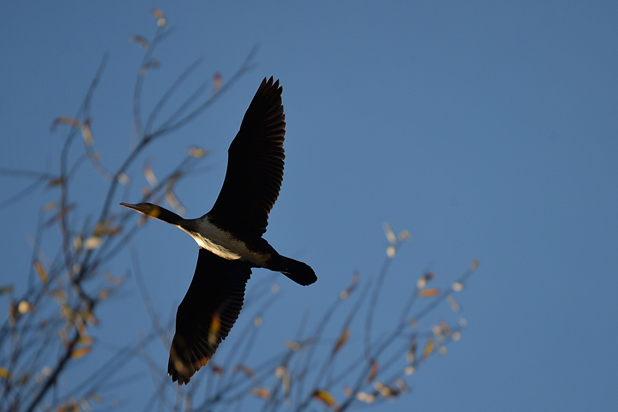 cormorant