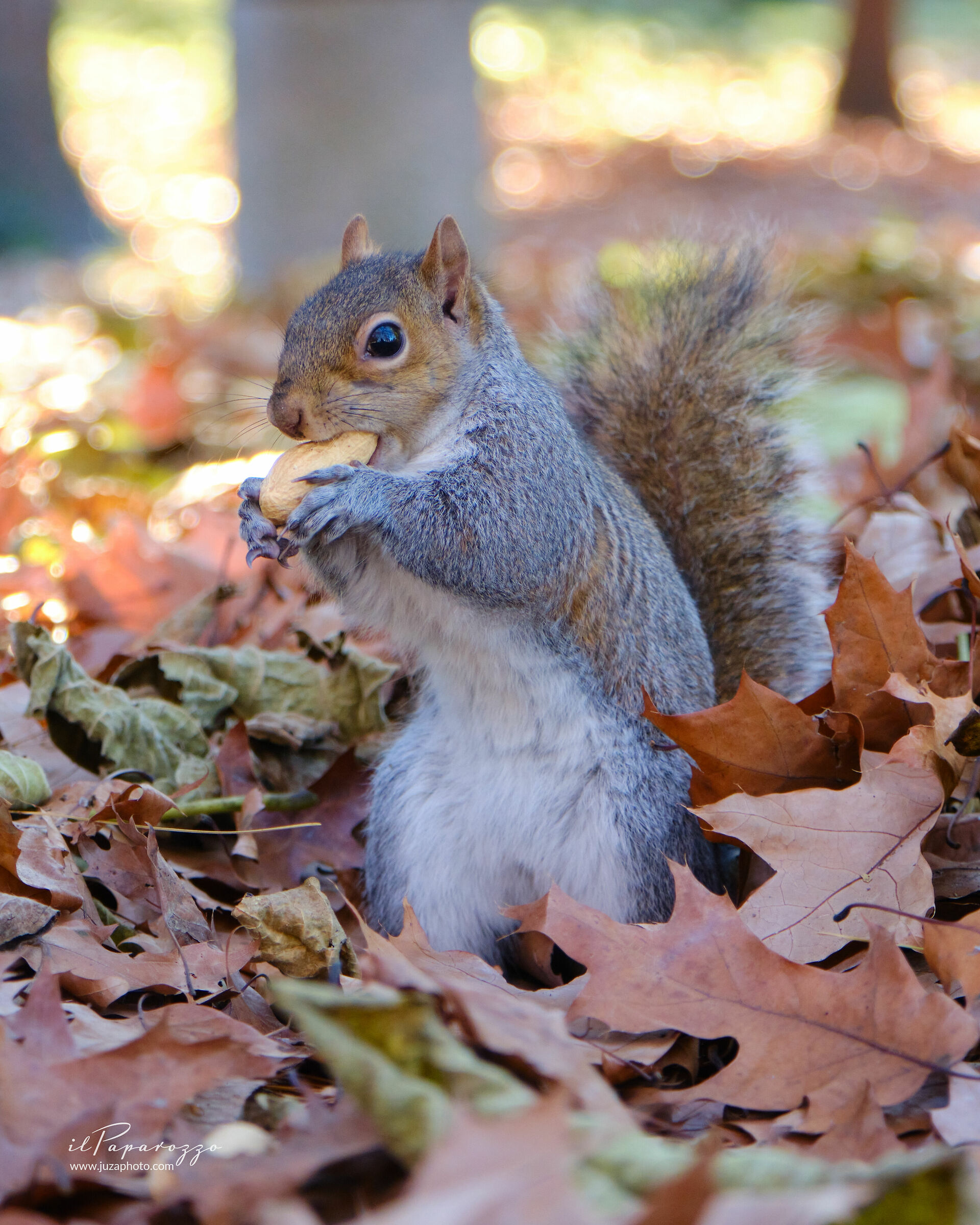 Grey Squirrel
