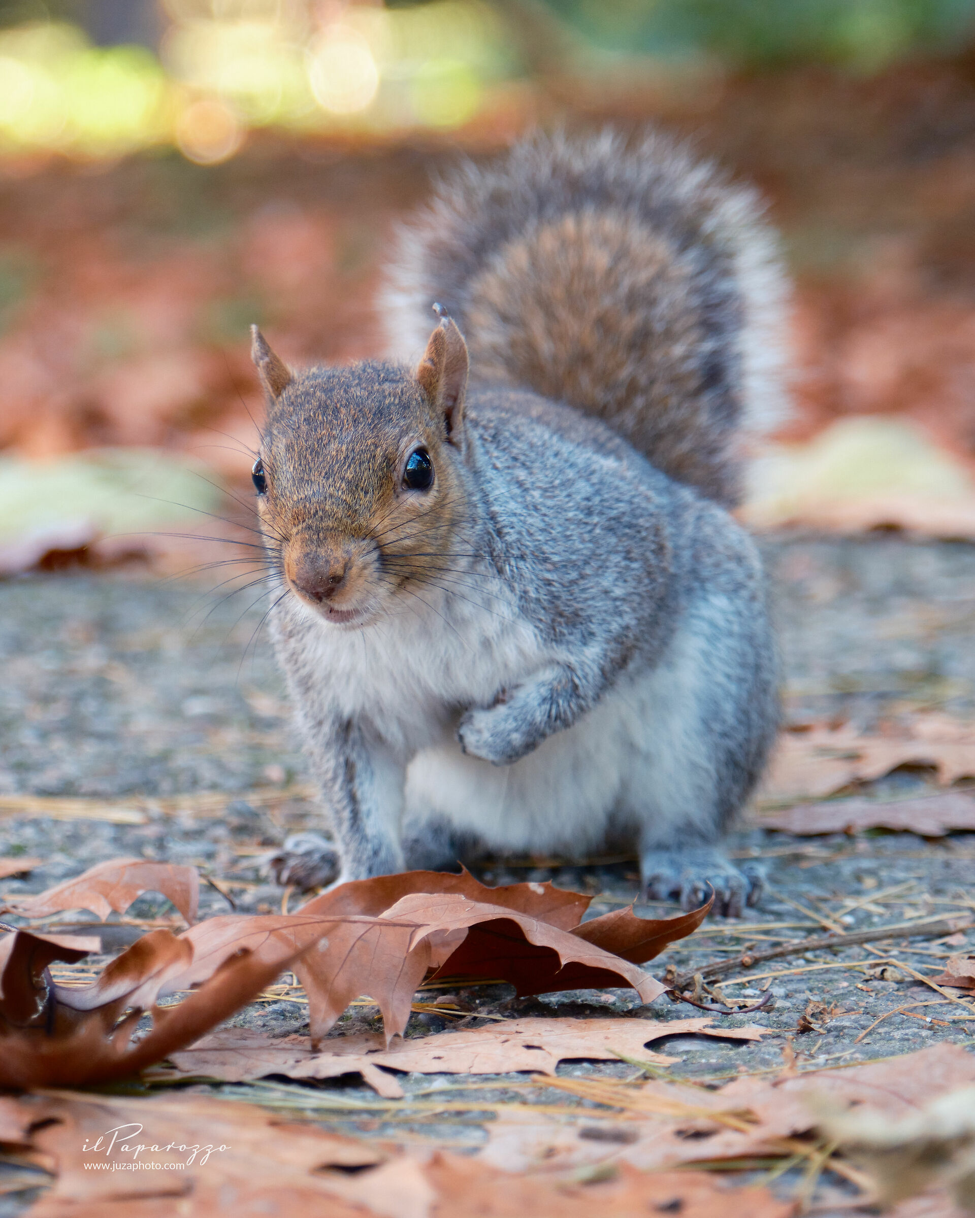 Grey Squirrel