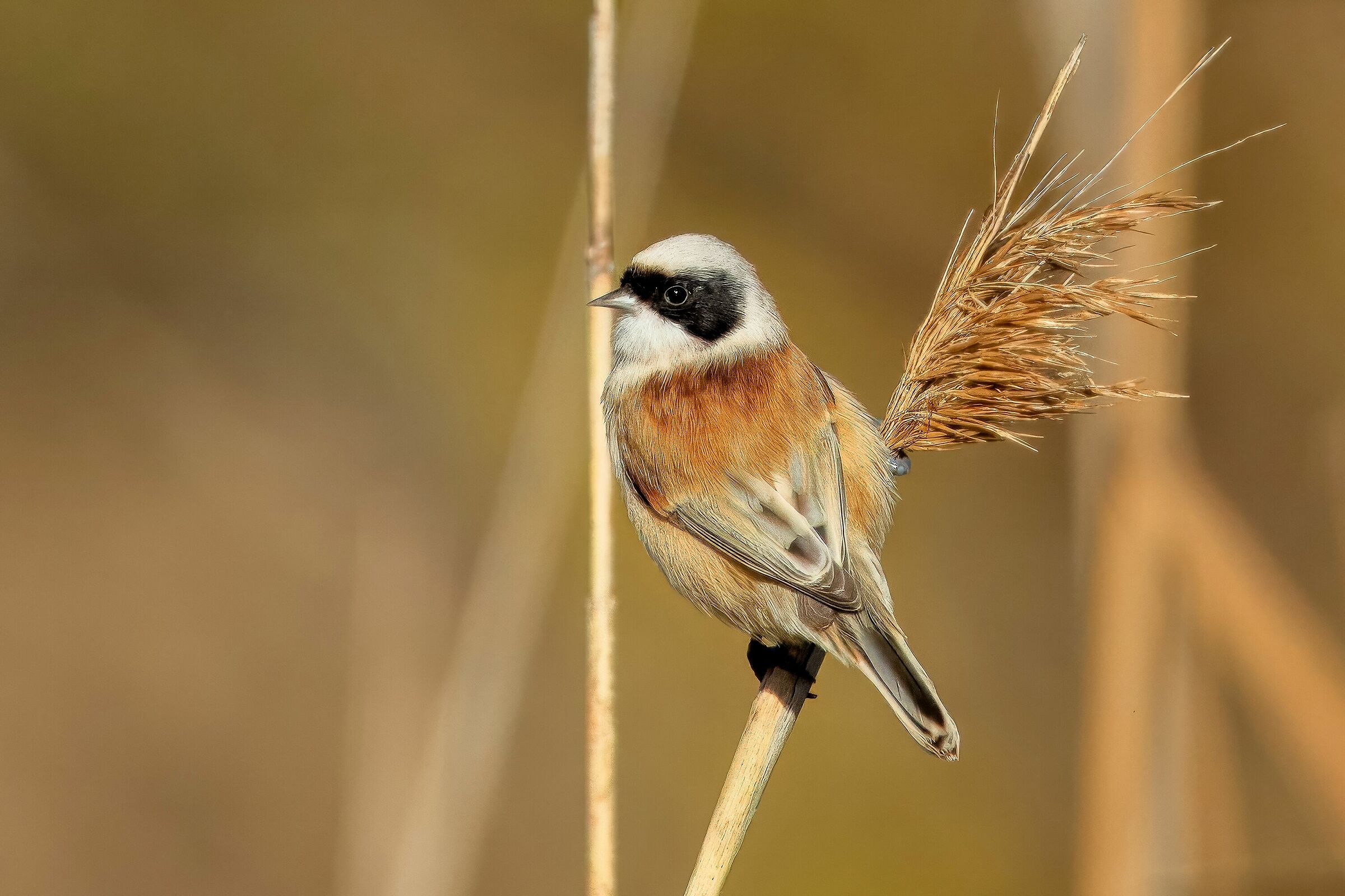 Pendulinus (Remiz pendulinus)