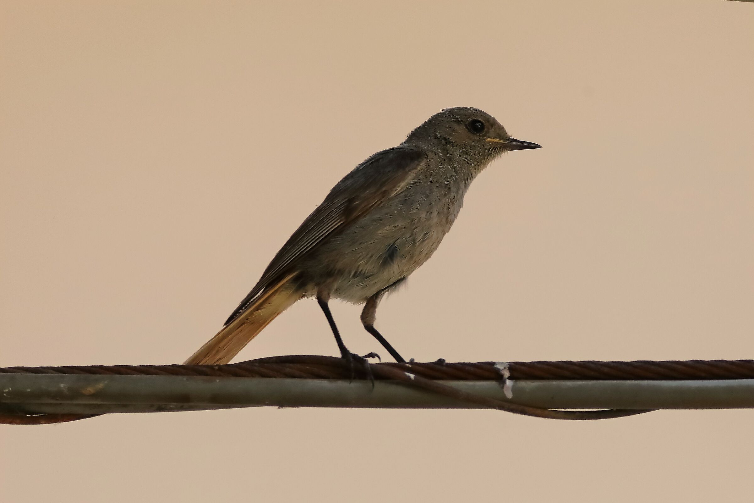 Redstart 04-07-2023