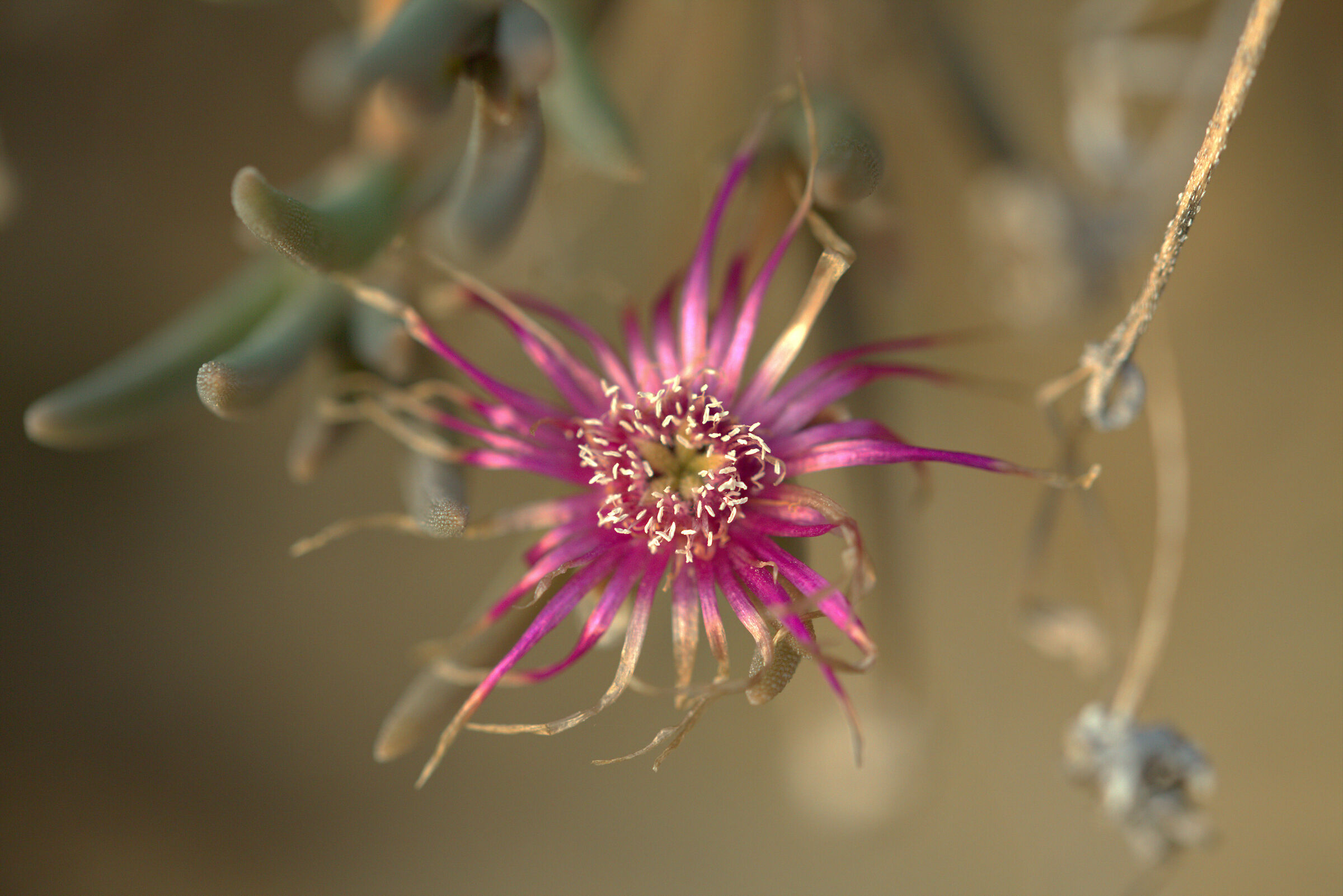 Flowers as long as there is neither..