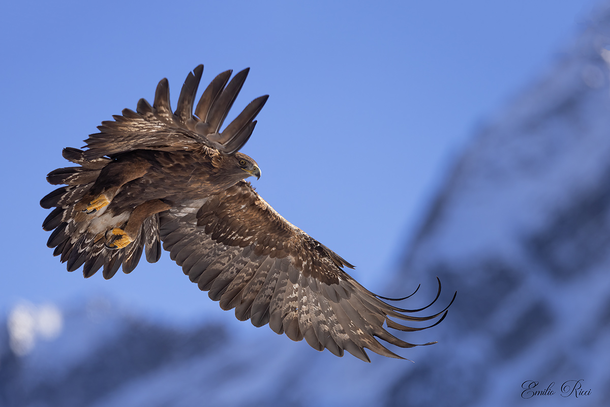 Golden Eagle Italian Alps