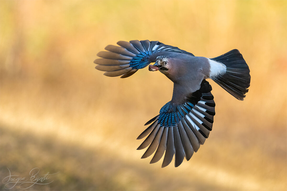 Jay