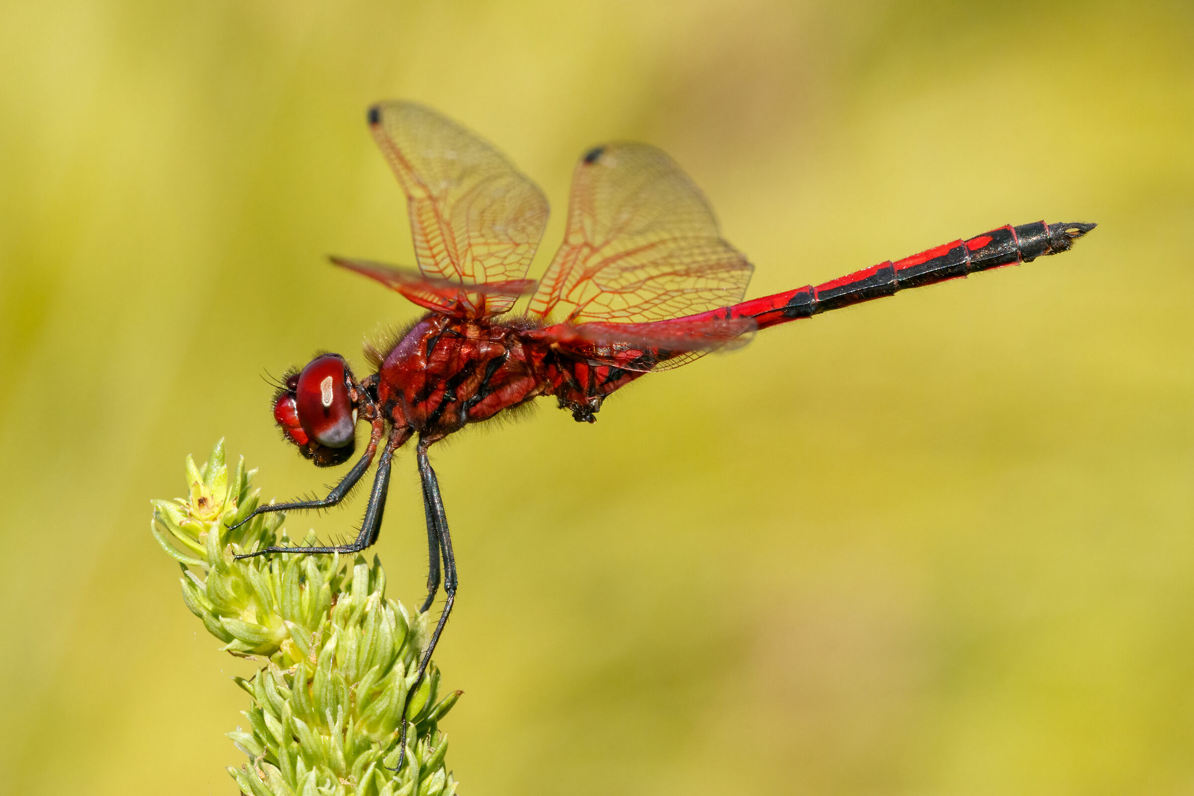 Red-veined Dropwing (Trithemis arteriosa) 2023