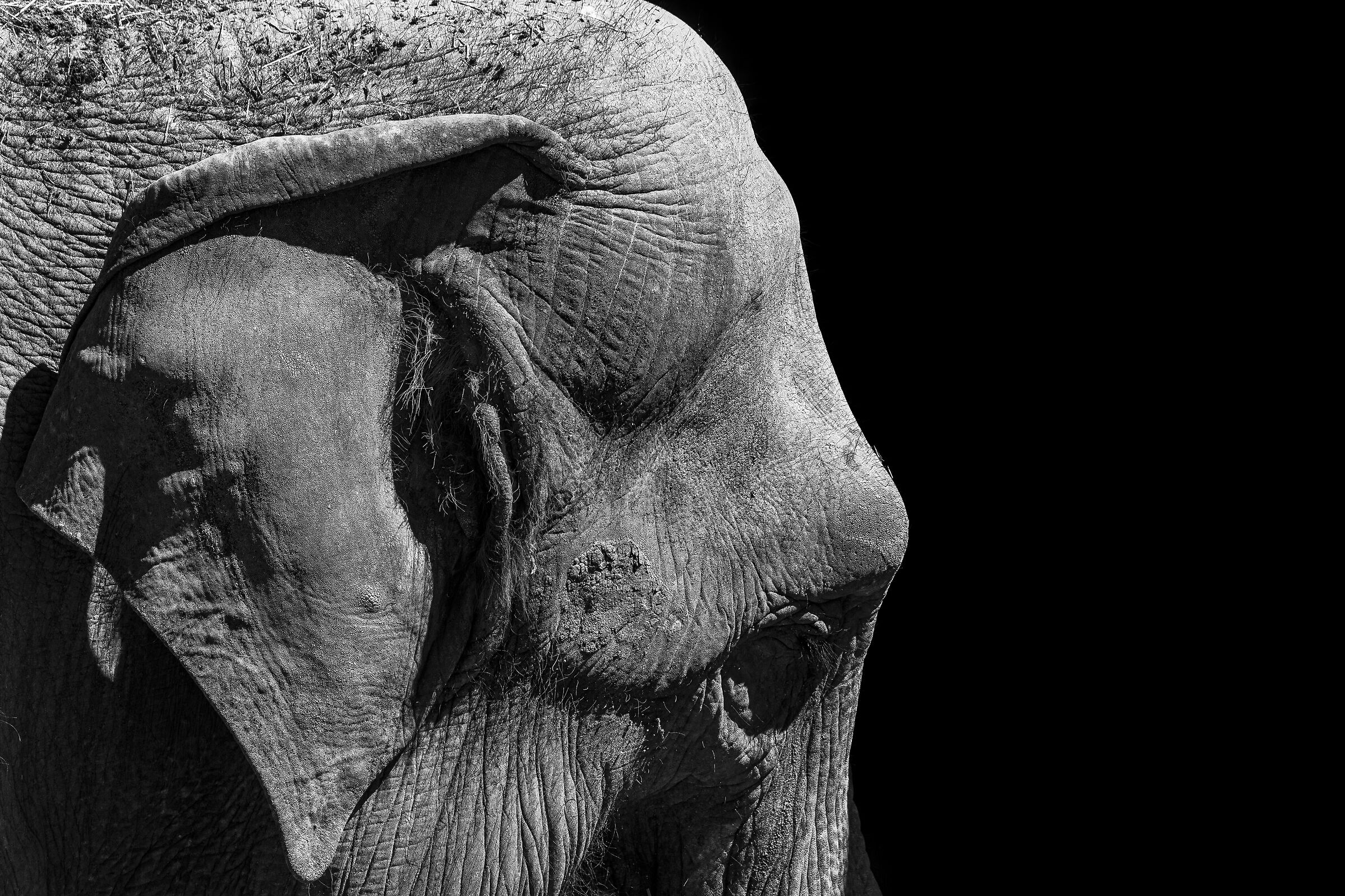 the loneliness of the elephant