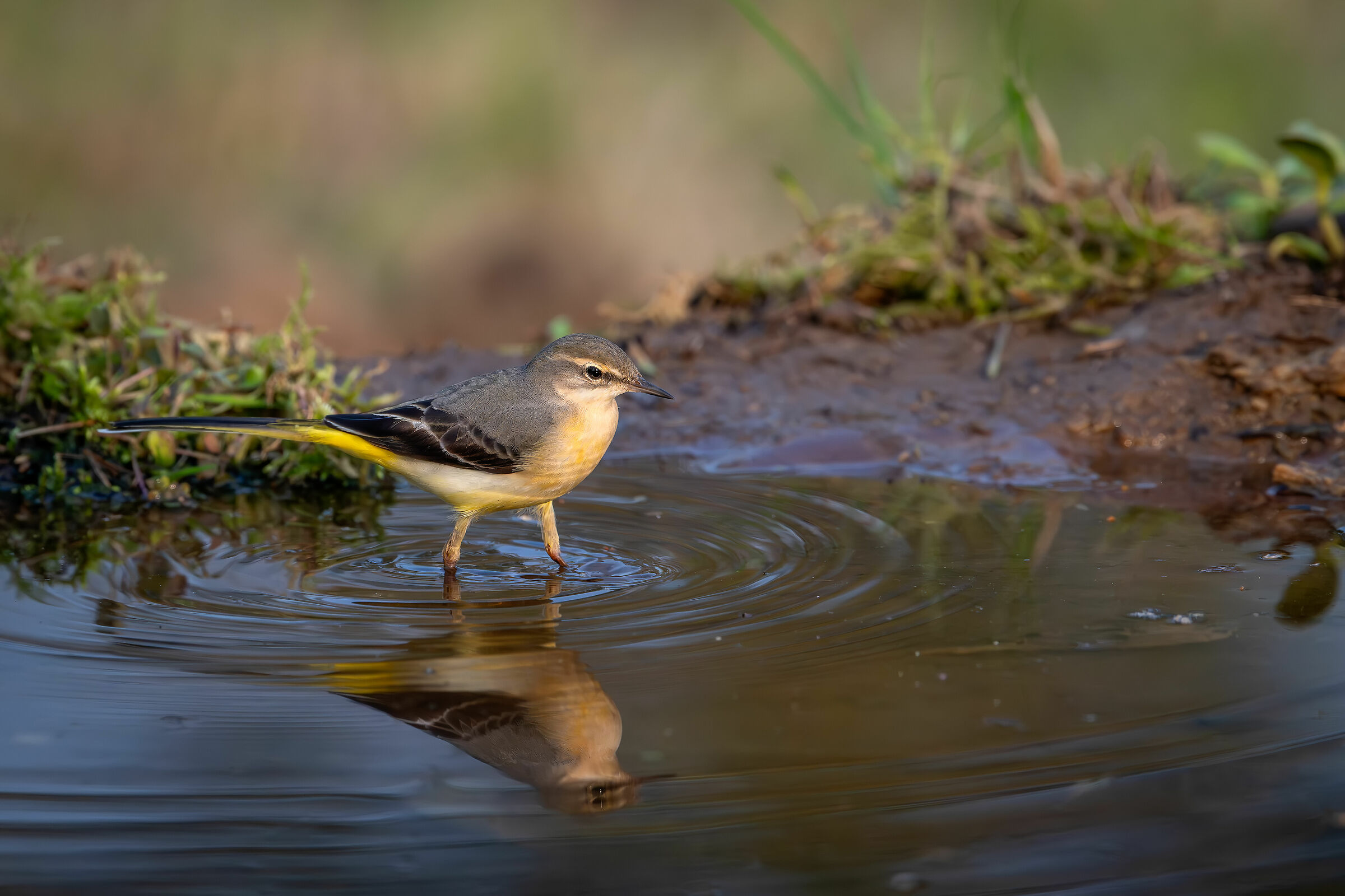 Yellow Allerina #capannocora