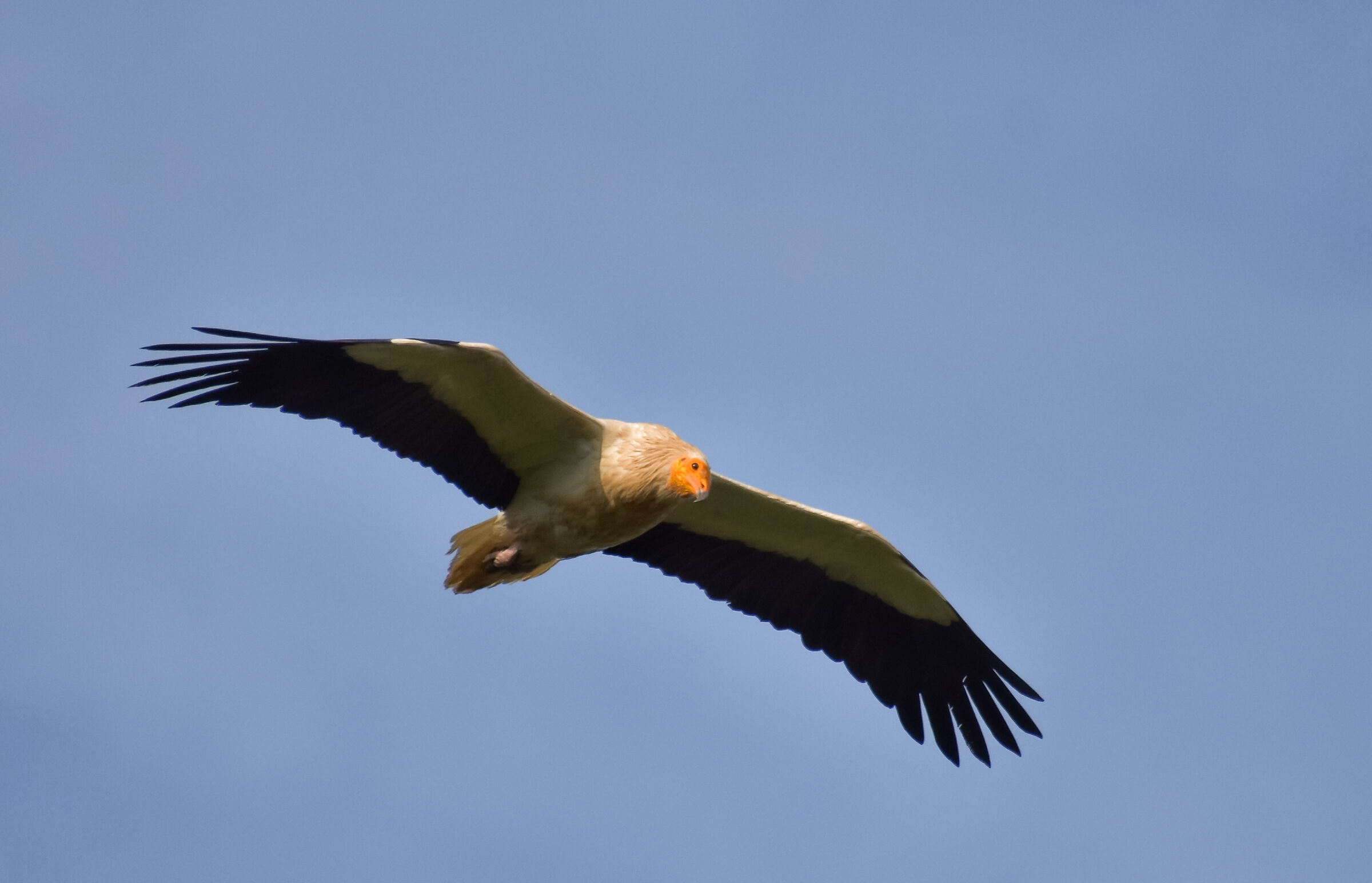 White scavenger vulture