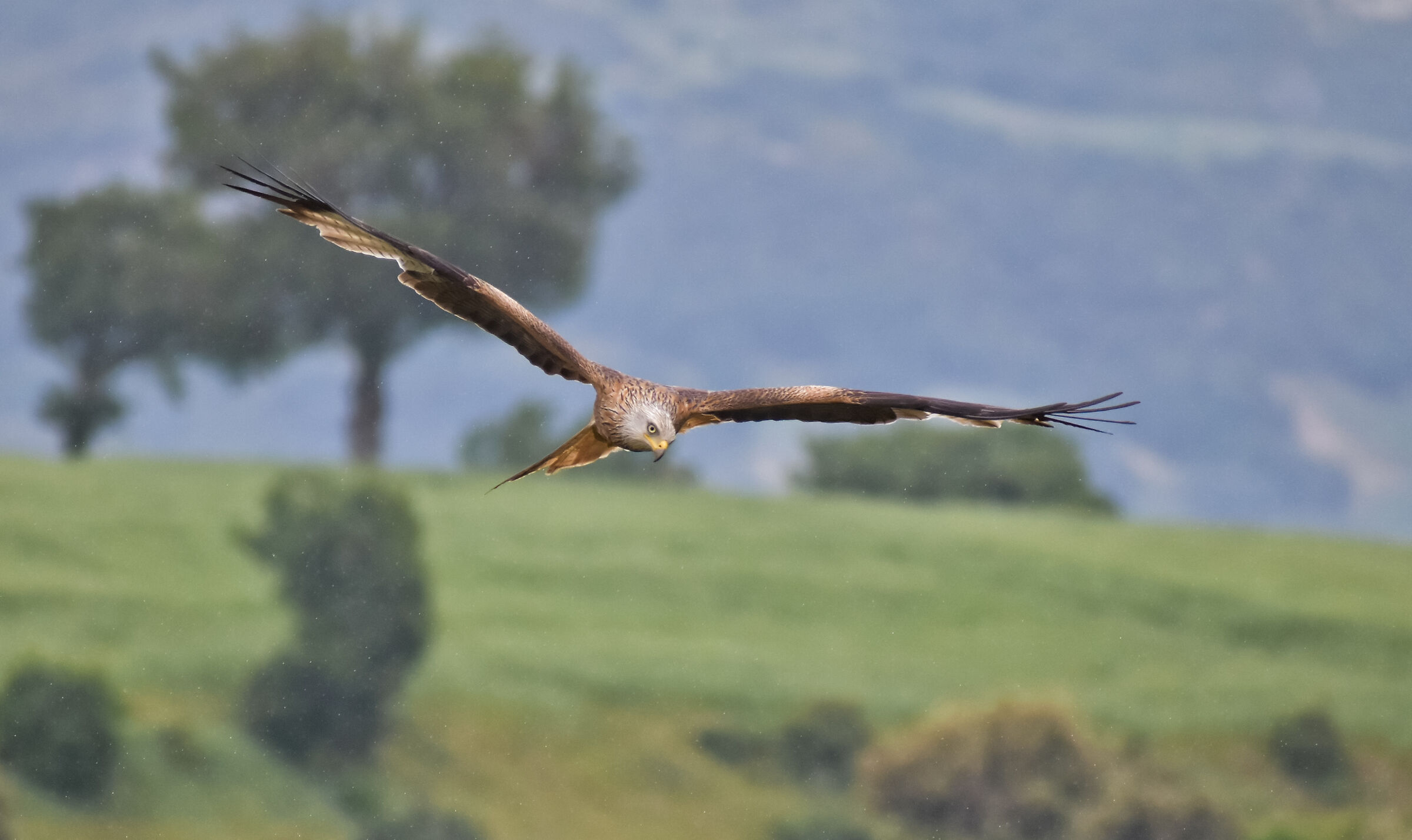 Red kite