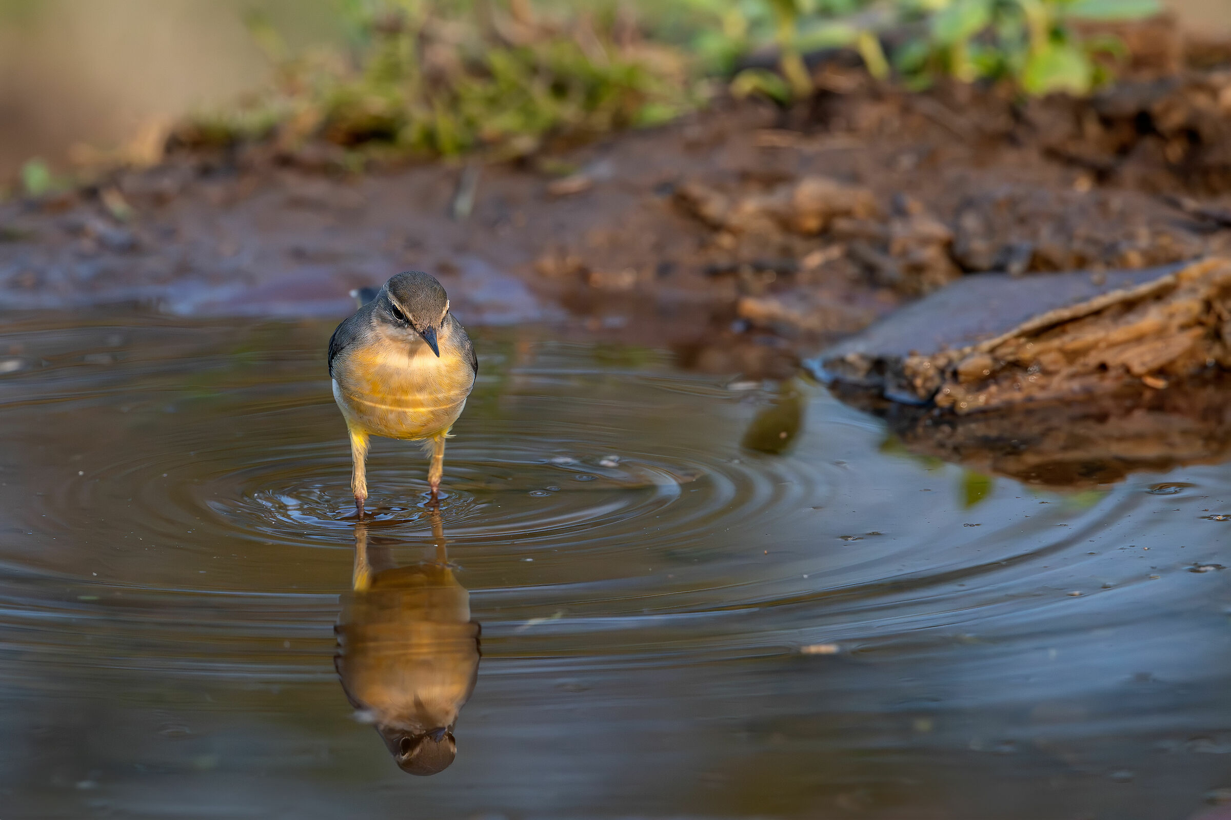 Yellow Ballerina #capannocora