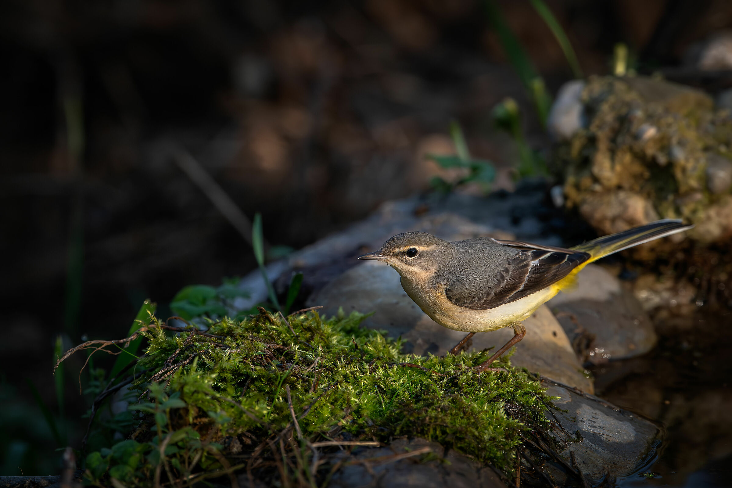 Yellow Ballerina #capannocora